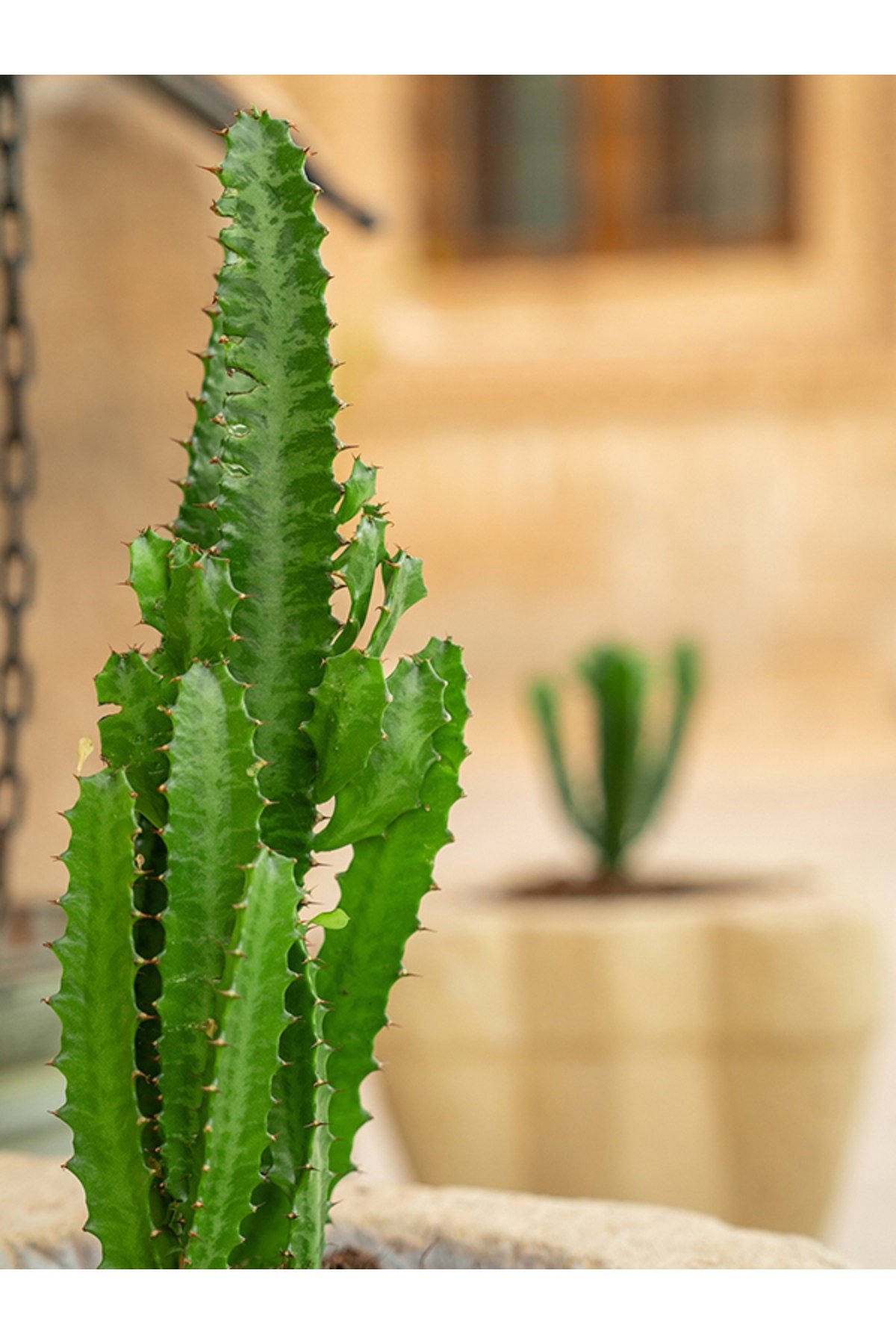 Yeşil Süt Ağacı Kaktüs - Euphorbia Trigona Canlı Ev Bitkisi Ofis Bitkisi Salon Bitkisi İç Mekan