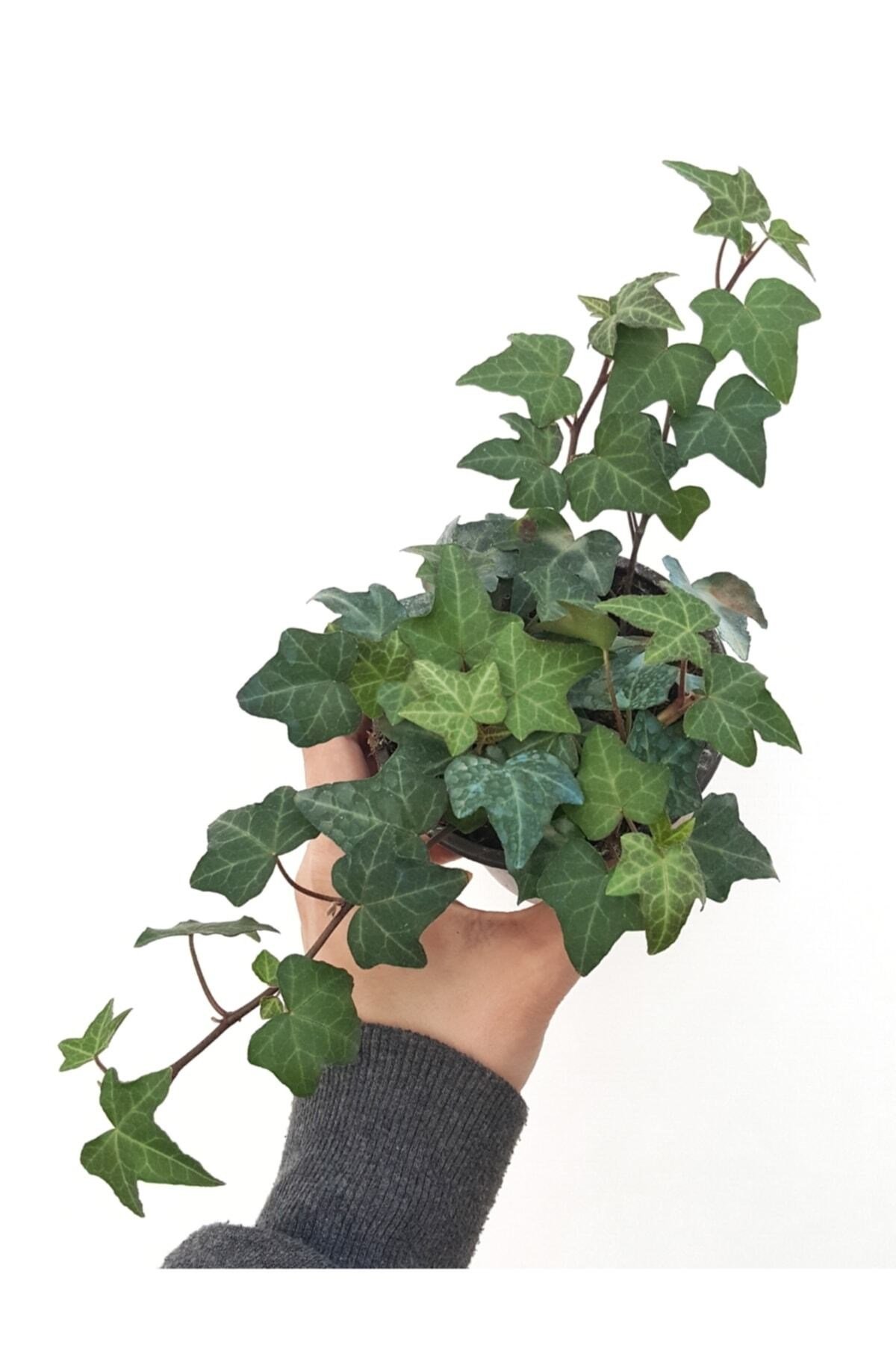Yeşil Yapraklı Sarmaşık Fidanı 10-20 cm Hedera Helix