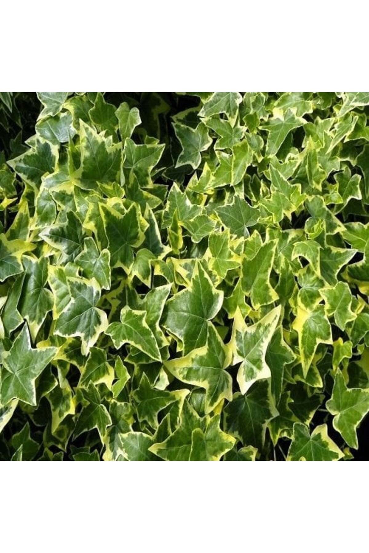 Yeşil Yapraklı Sarmaşık Fidanı 10-20 cm Hedera Helix
