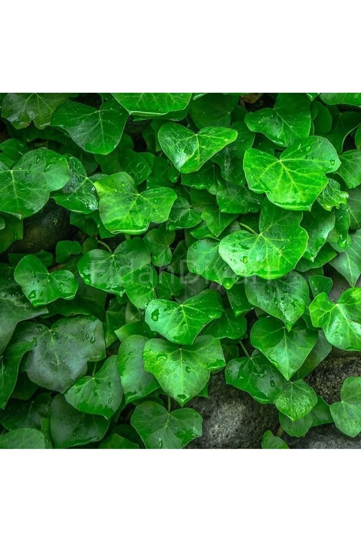 Yeşil Yapraklı Sarmaşık Fidanı 10-20 cm Hedera Helix