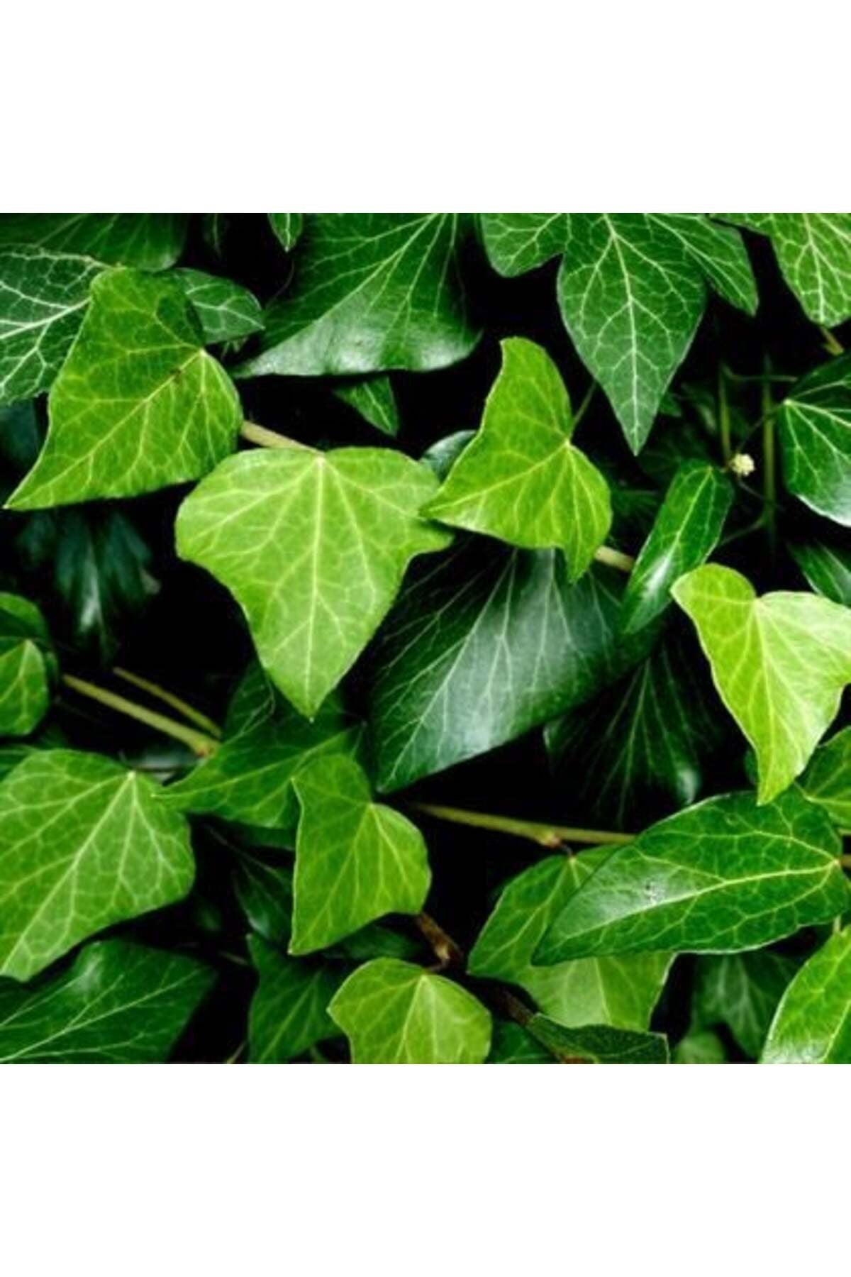 Yeşil Yapraklı Sarmaşık Fidanı 10-20 cm Hedera Helix