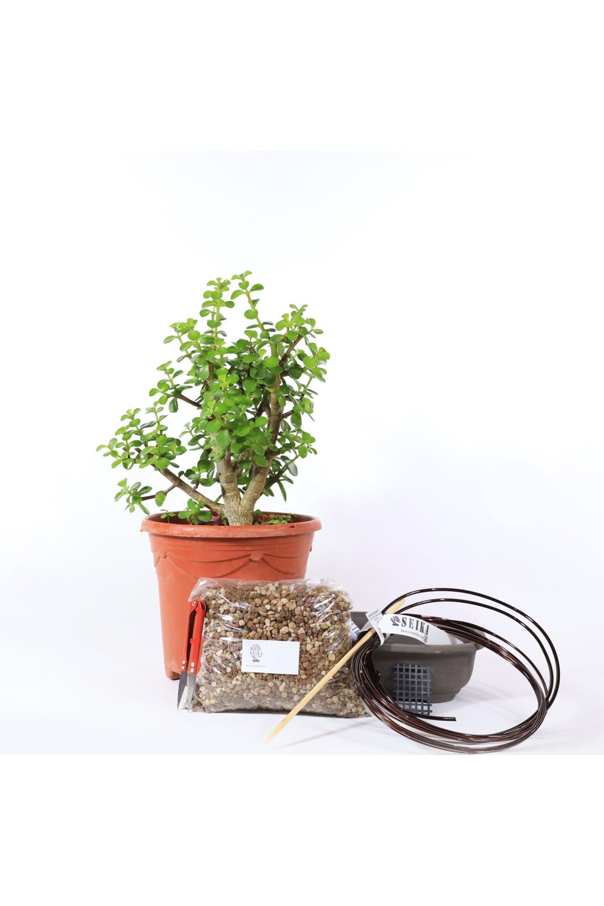 Yeşim Ağacı - Afra Bonsai Başlangıç Kiti No.06