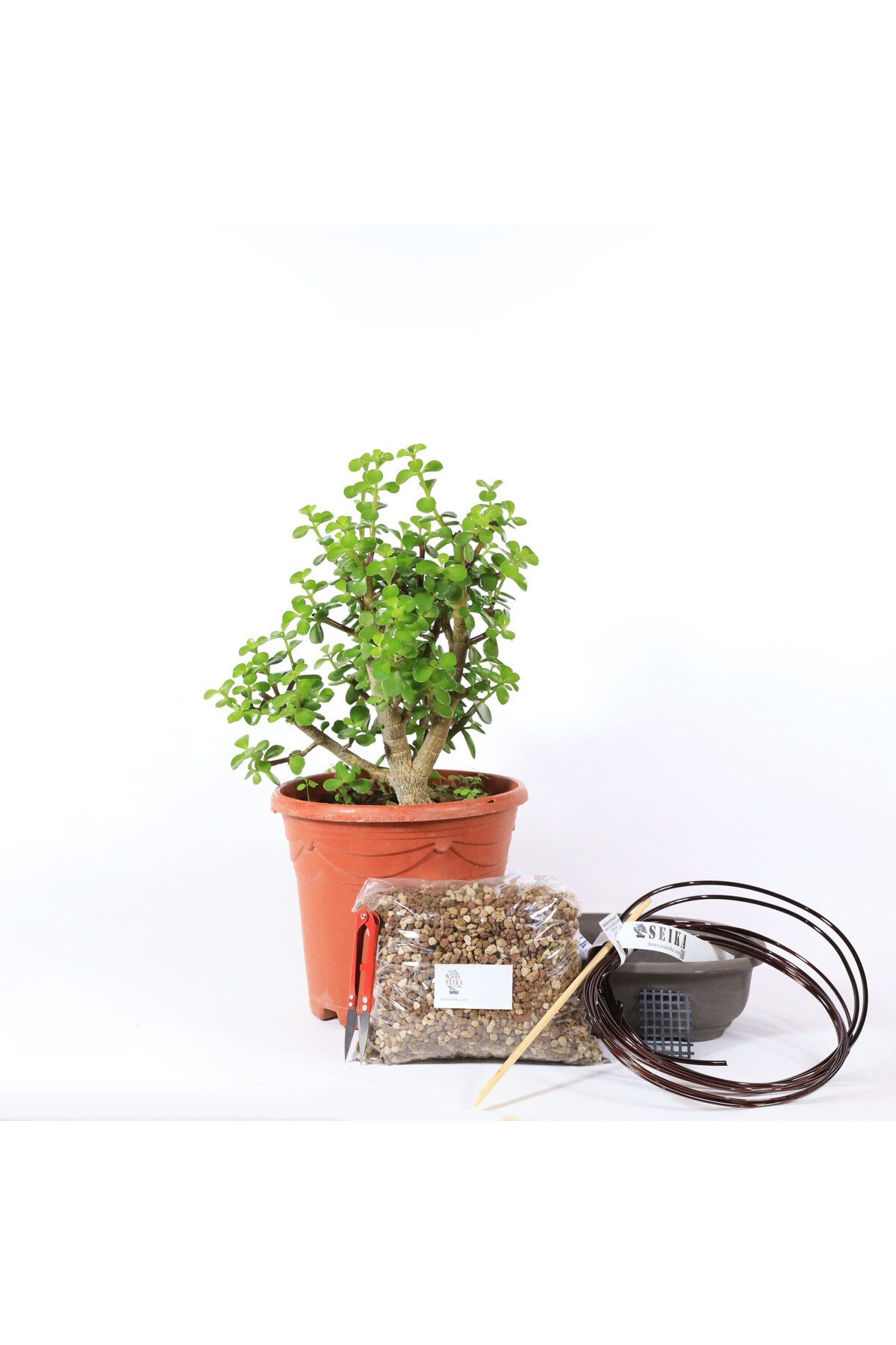 Yeşim Ağacı - Afra Bonsai Başlangıç Kiti No.06
