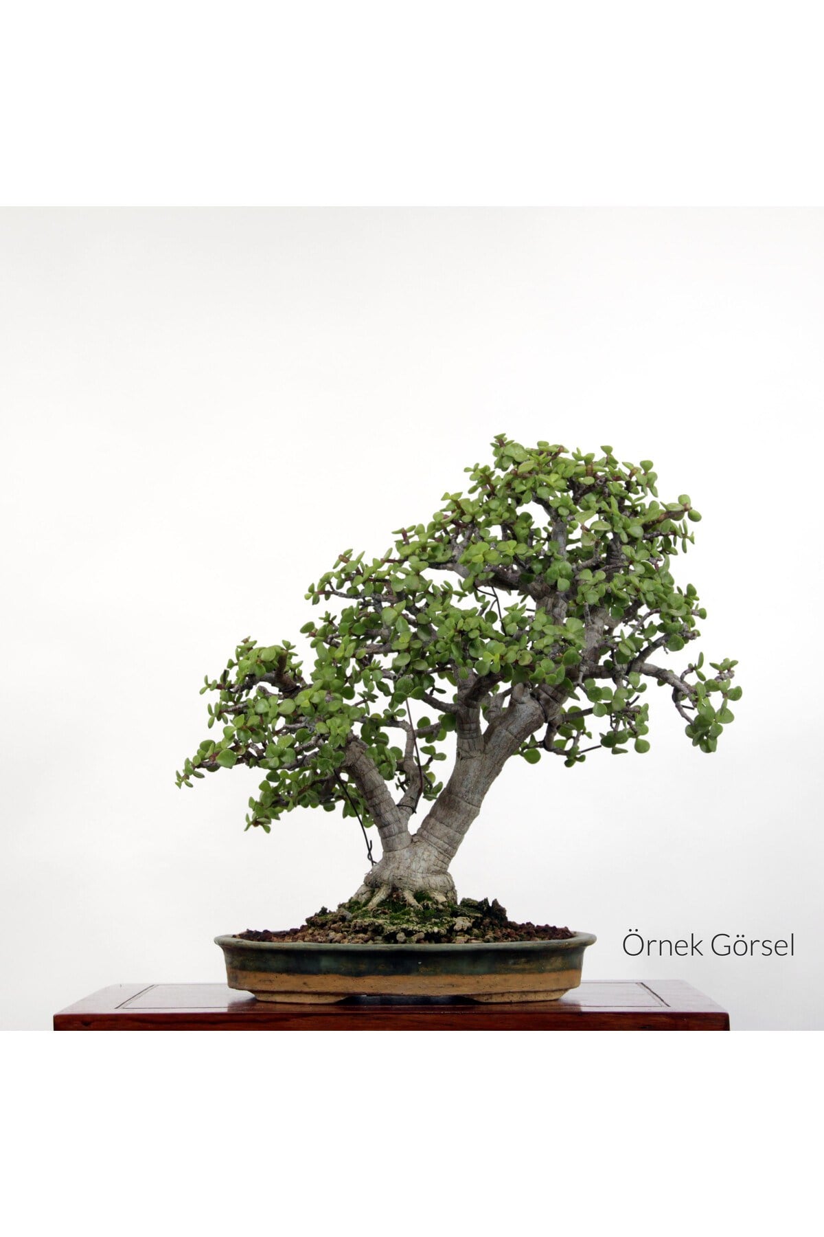 Yeşim Ağacı - Afra Bonsai Başlangıç Kiti No.06
