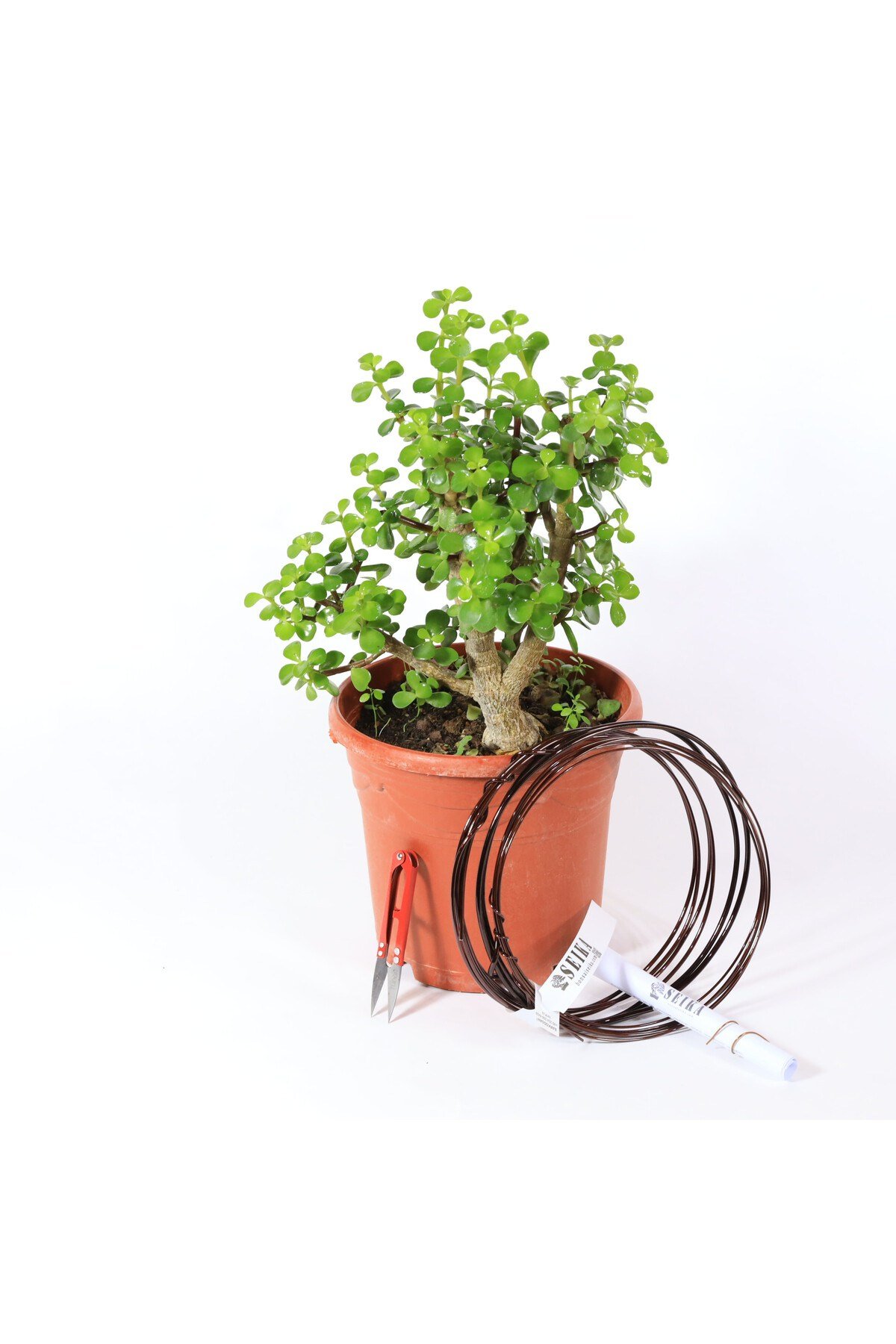Yeşim Ağacı - Afra Bonsai Telleme Kiti No.X189
