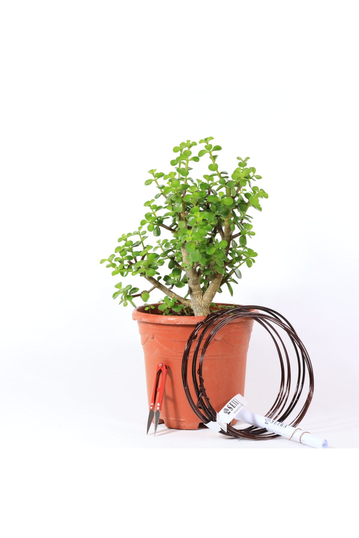 Yeşim Ağacı - Afra Bonsai Telleme Kiti No.X189