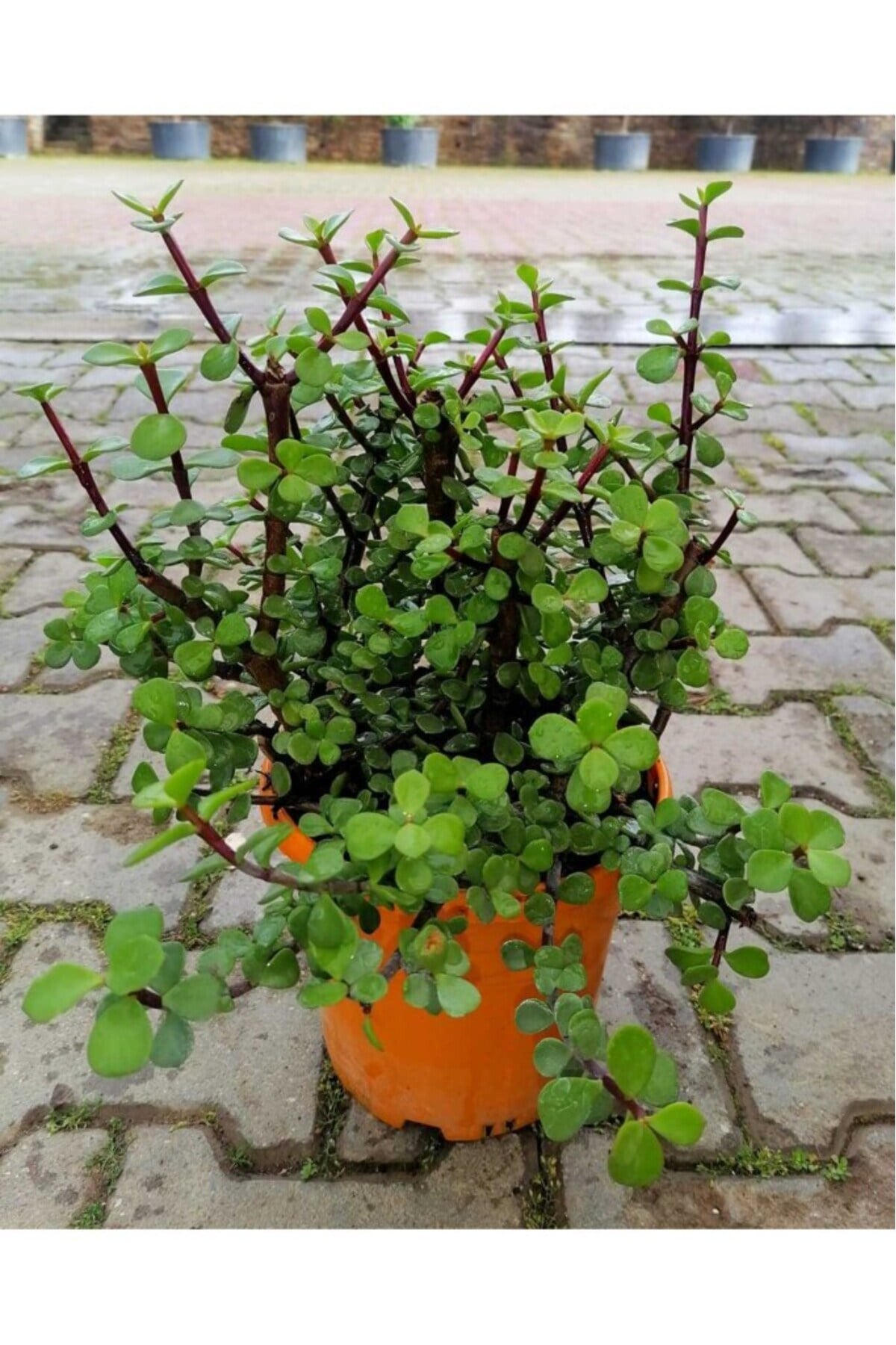 Yeşim Çiçeği Fidanı 10-20 cm