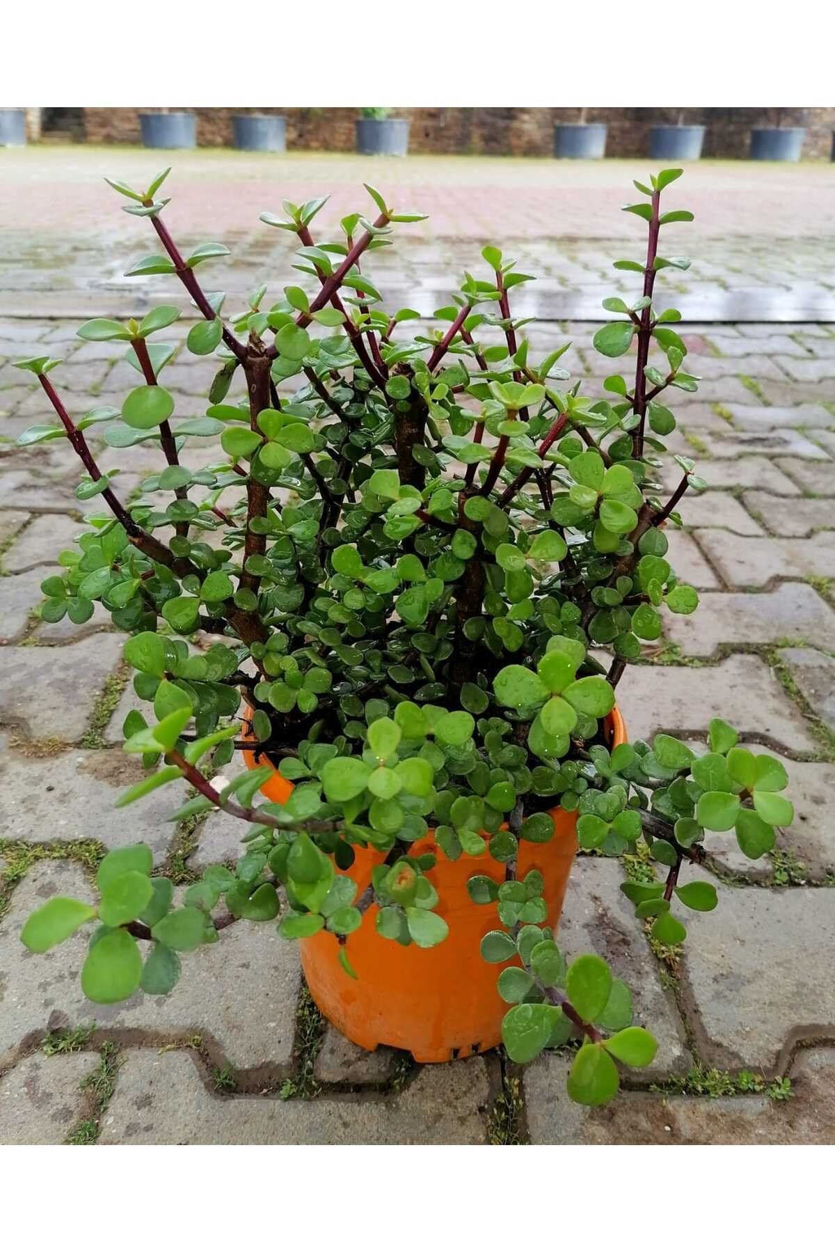Yeşim Çiçeği Fidanı 10-20 cm