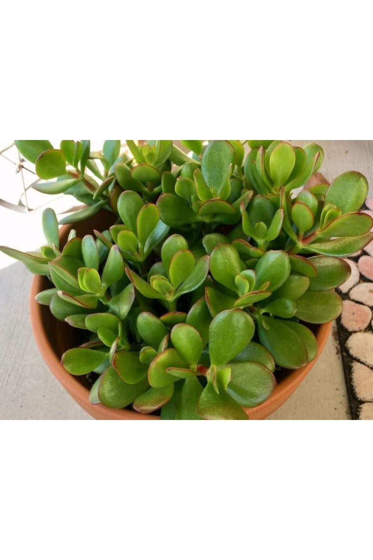 Yeşim Çiçeği Fidanı 10-20 cm