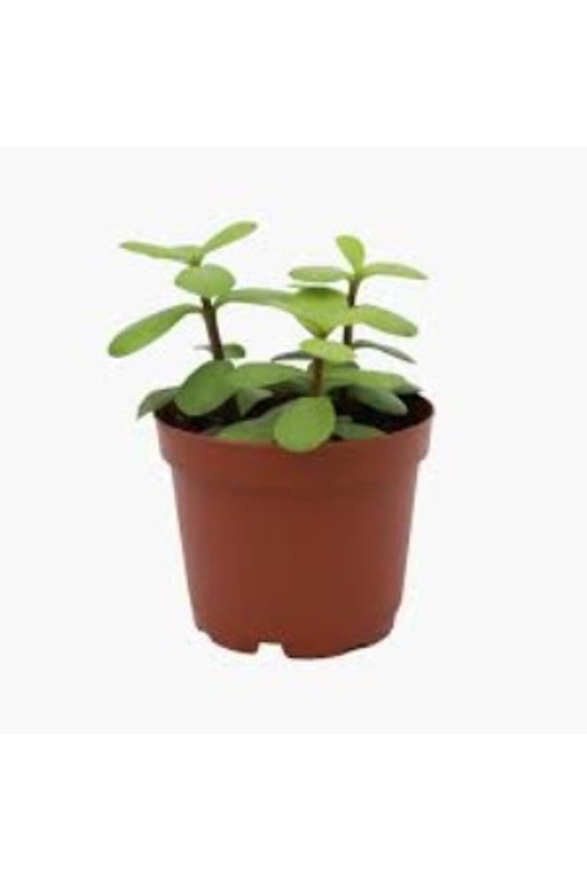 Yeşim Çiçeği Fidanı 10-20 cm