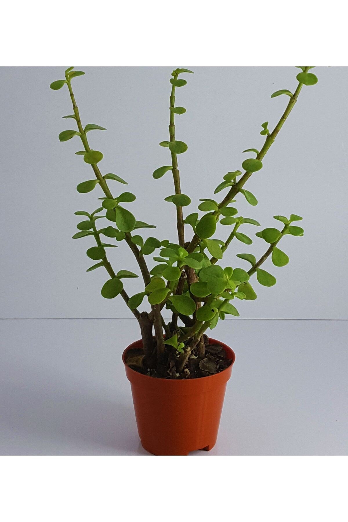 Yeşim (para) Çiçeği (20-40 Cm)