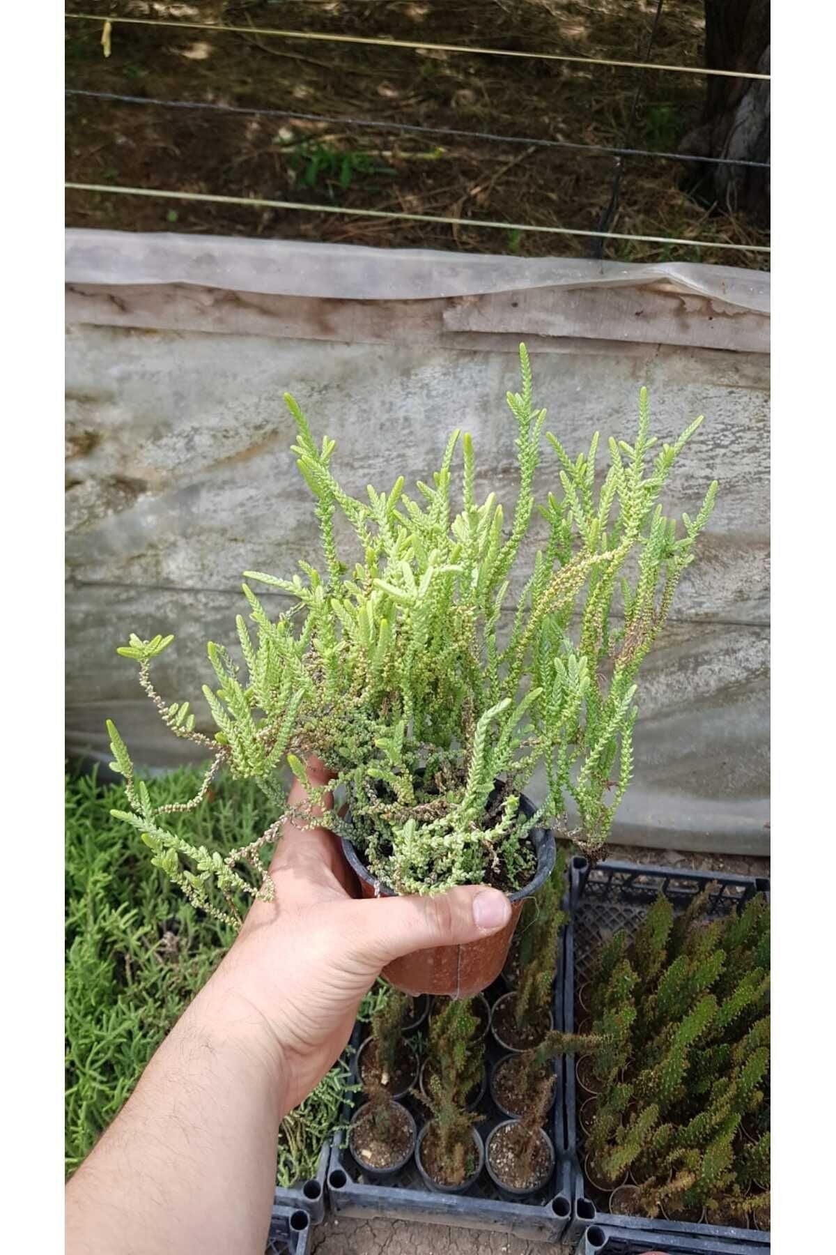 Yetişkin Boy Prenses Çamı - Crassula Muscosa Sukulent