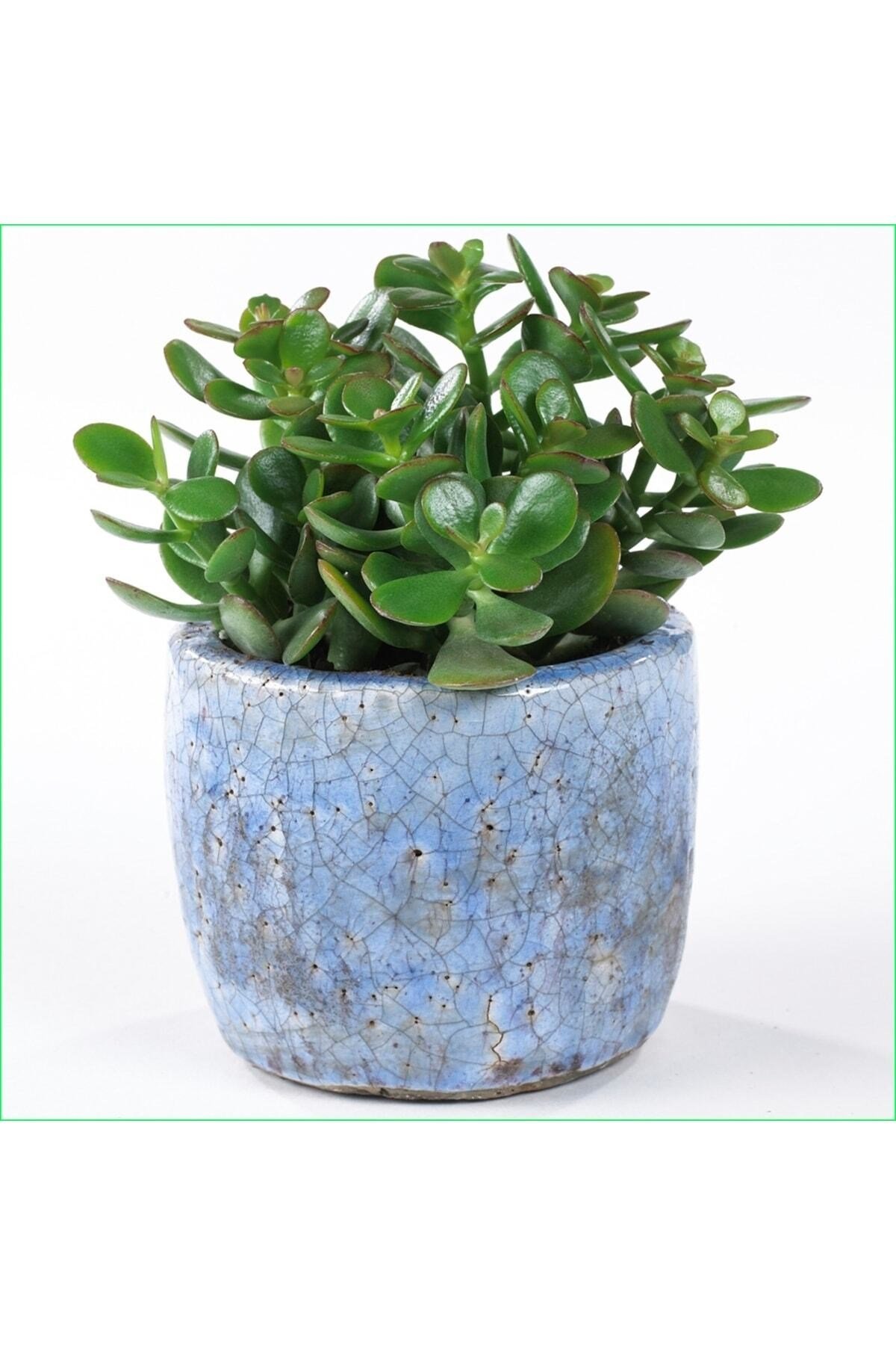Yetişkin Para Ağacı Bereket Iyi Şans Ve Para Çiçeği Crassula Ovata Özel Beton Saksıda
