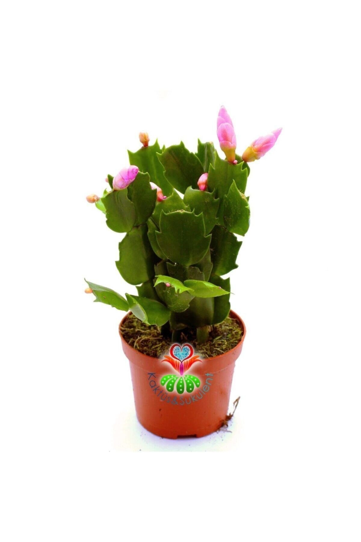 Yılbaşı Kaktüsü Çiçeği -pembe Renk Çiçek Açar 8,5 cm Saksıda-15 cm schlumbergera
