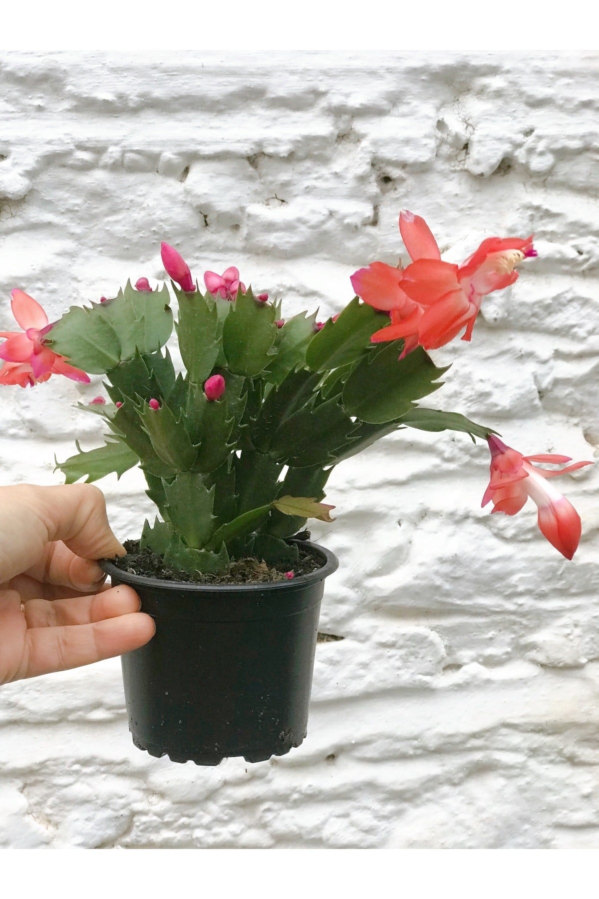 Yılbaşı Kaktüsü Pembe 15 Cm ( Çiçeksizdir )