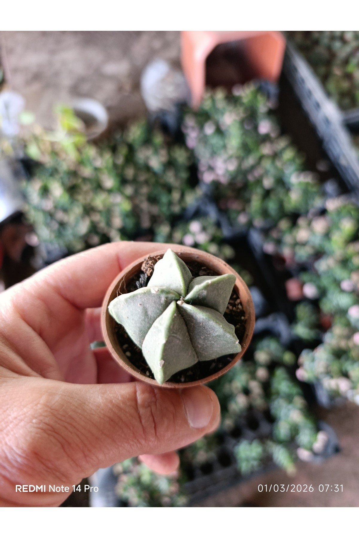 Yıldız Formlu Nadir Sukulent – Geometrik Mini Kaktüs 5,5 cm Saksılı Papaz Takkesi