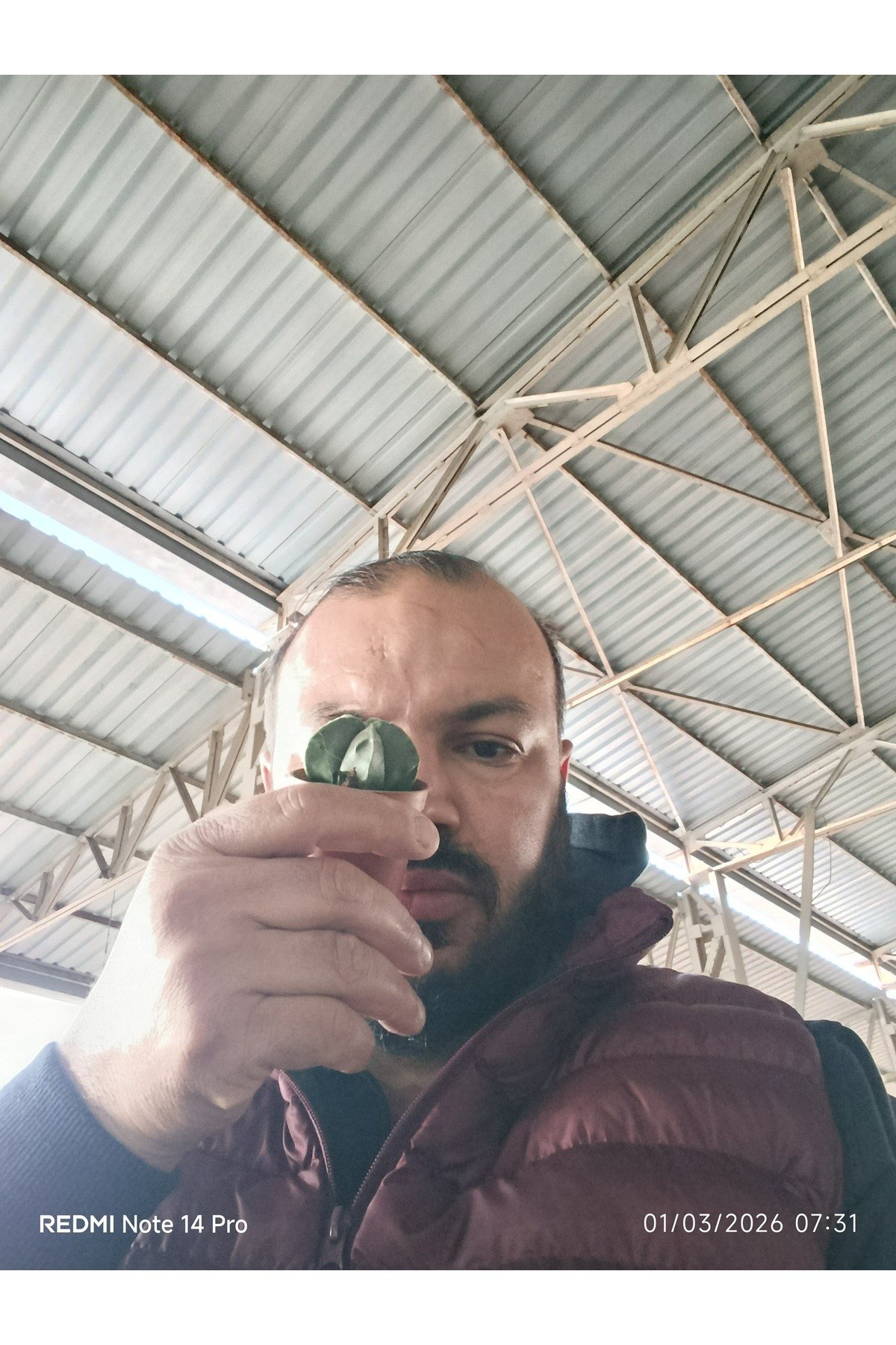 Yıldız Formlu Nadir Sukulent – Geometrik Mini Kaktüs 5,5 cm Saksılı Papaz Takkesi
