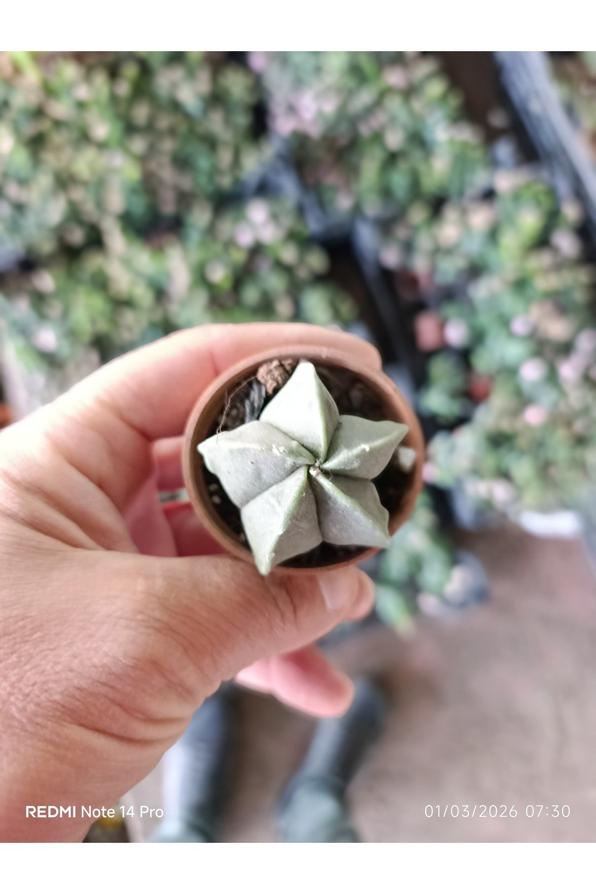Yıldız Formlu Nadir Sukulent – Geometrik Mini Kaktüs 5,5 cm Saksılı Papaz Takkesi