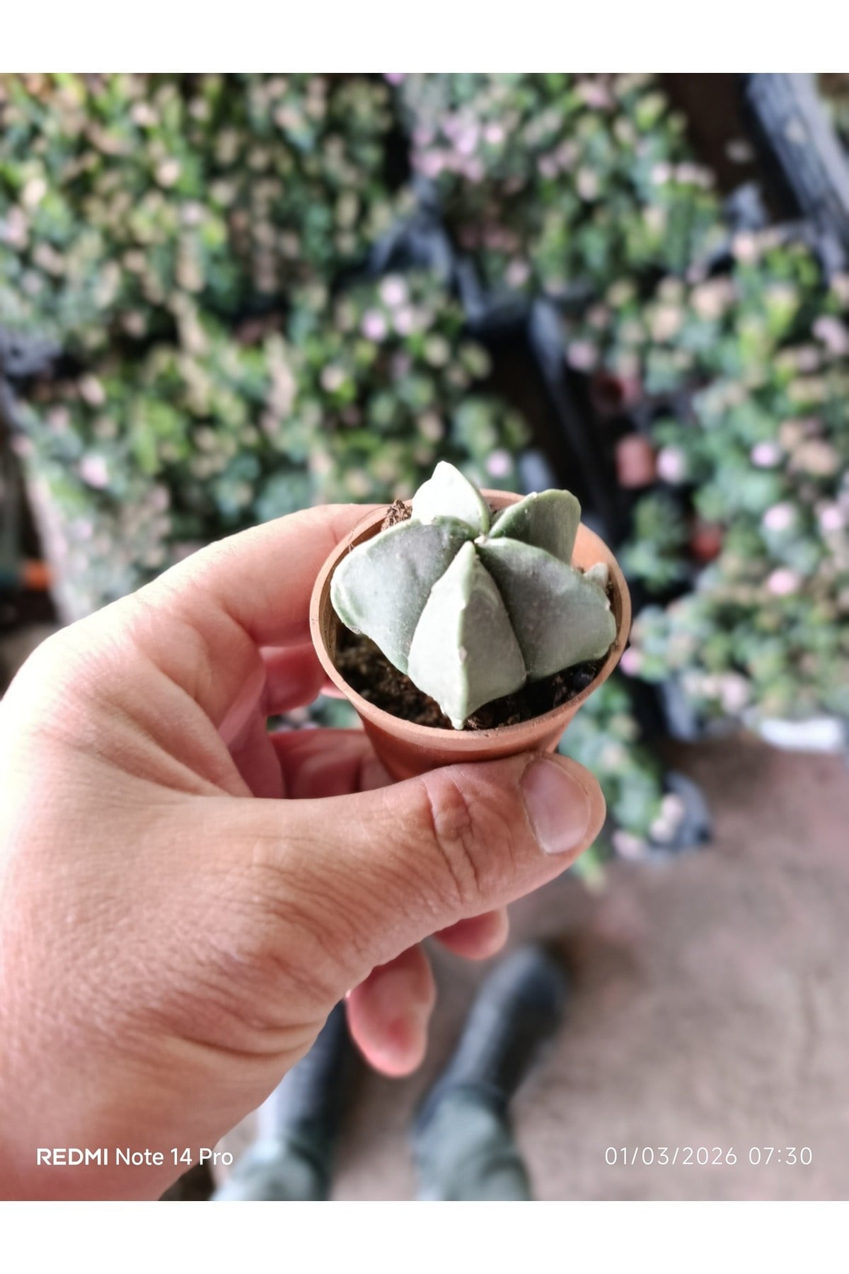Yıldız Formlu Nadir Sukulent – Geometrik Mini Kaktüs 5,5 cm Saksılı Papaz Takkesi