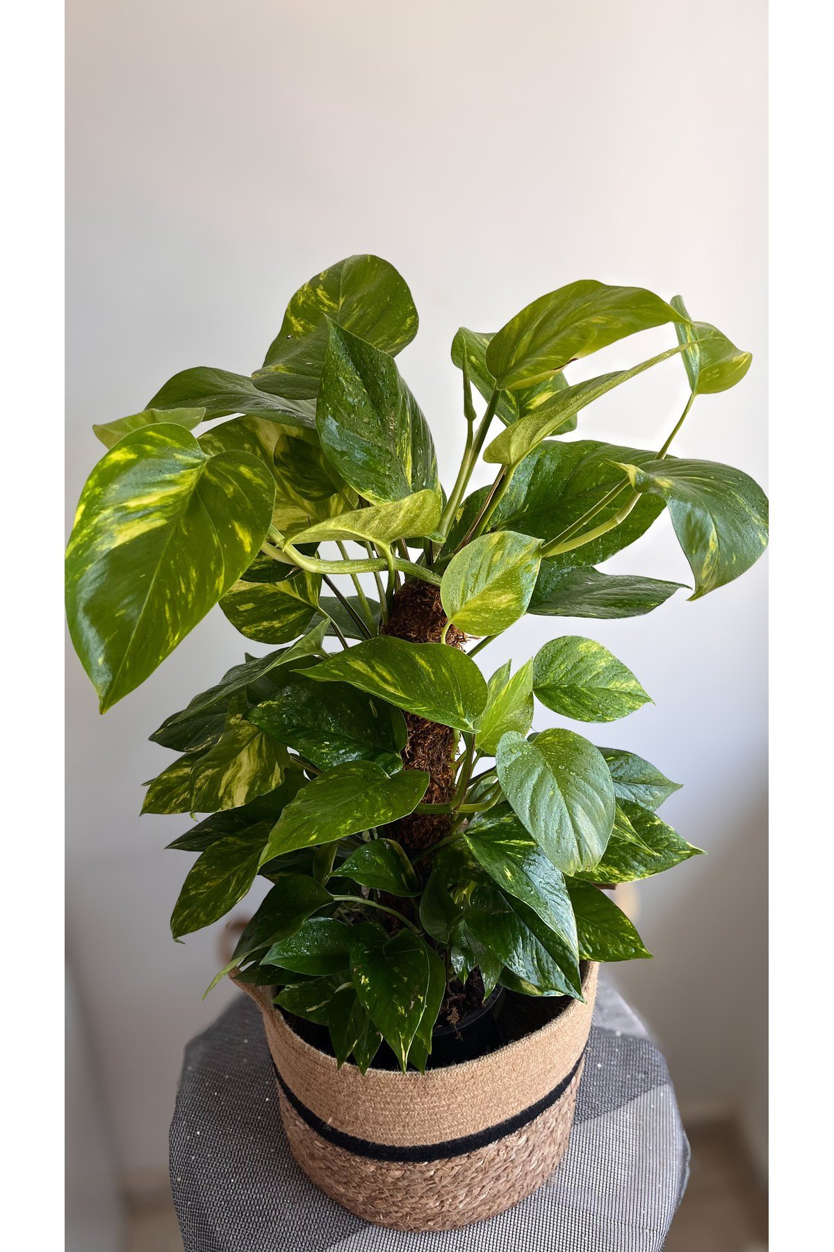 Yosun Gövdeli Patos Salon Sarmaşığı-golden Pothos- Dolgun Form Xl+ Euphorbia Kaktüs HEDİYELİ