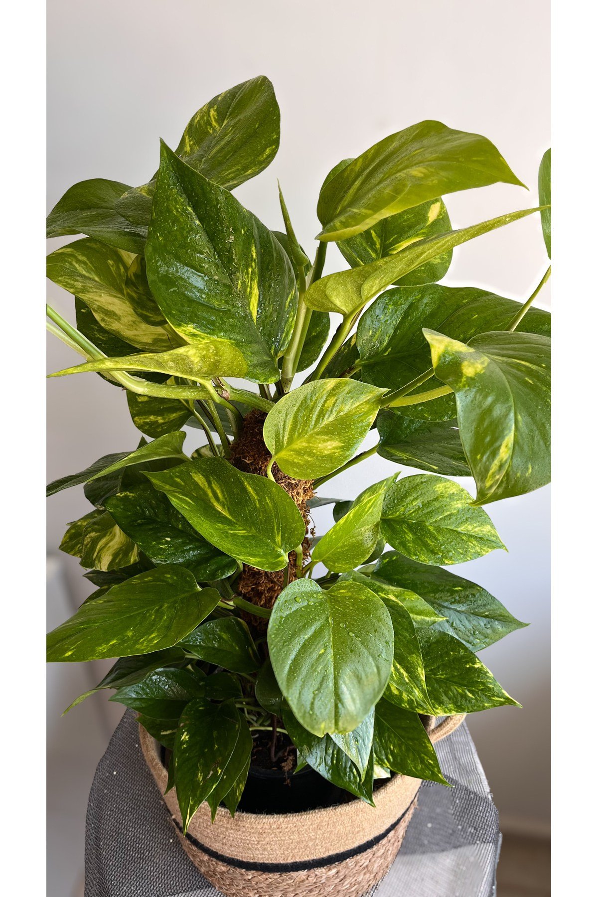 Yosun Gövdeli Patos Salon Sarmaşığı-golden Pothos- Dolgun Form Xl+ Euphorbia Kaktüs HEDİYELİ