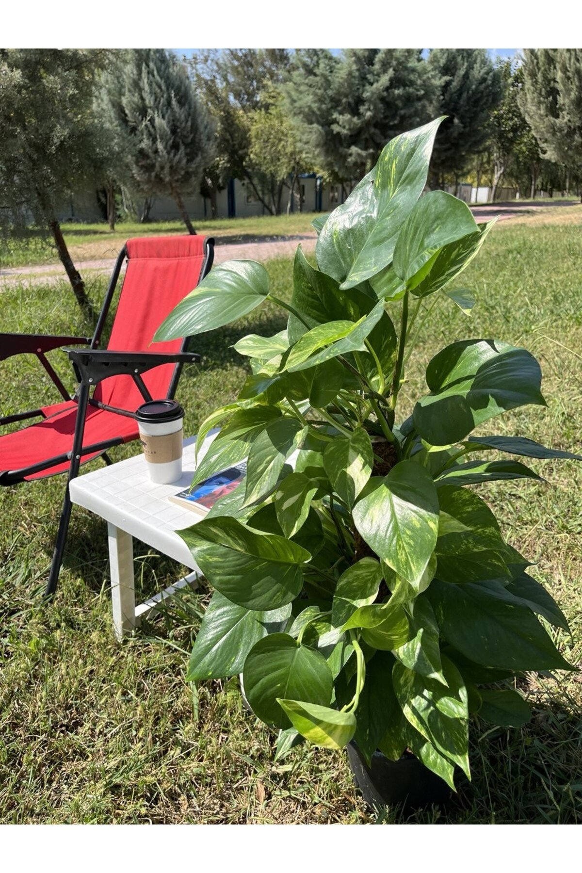 Yosun Gövdeli Patos Salon Sarmaşığı-golden Pothos- Dolgun Form Xl+ Euphorbia Kaktüs HEDİYELİ