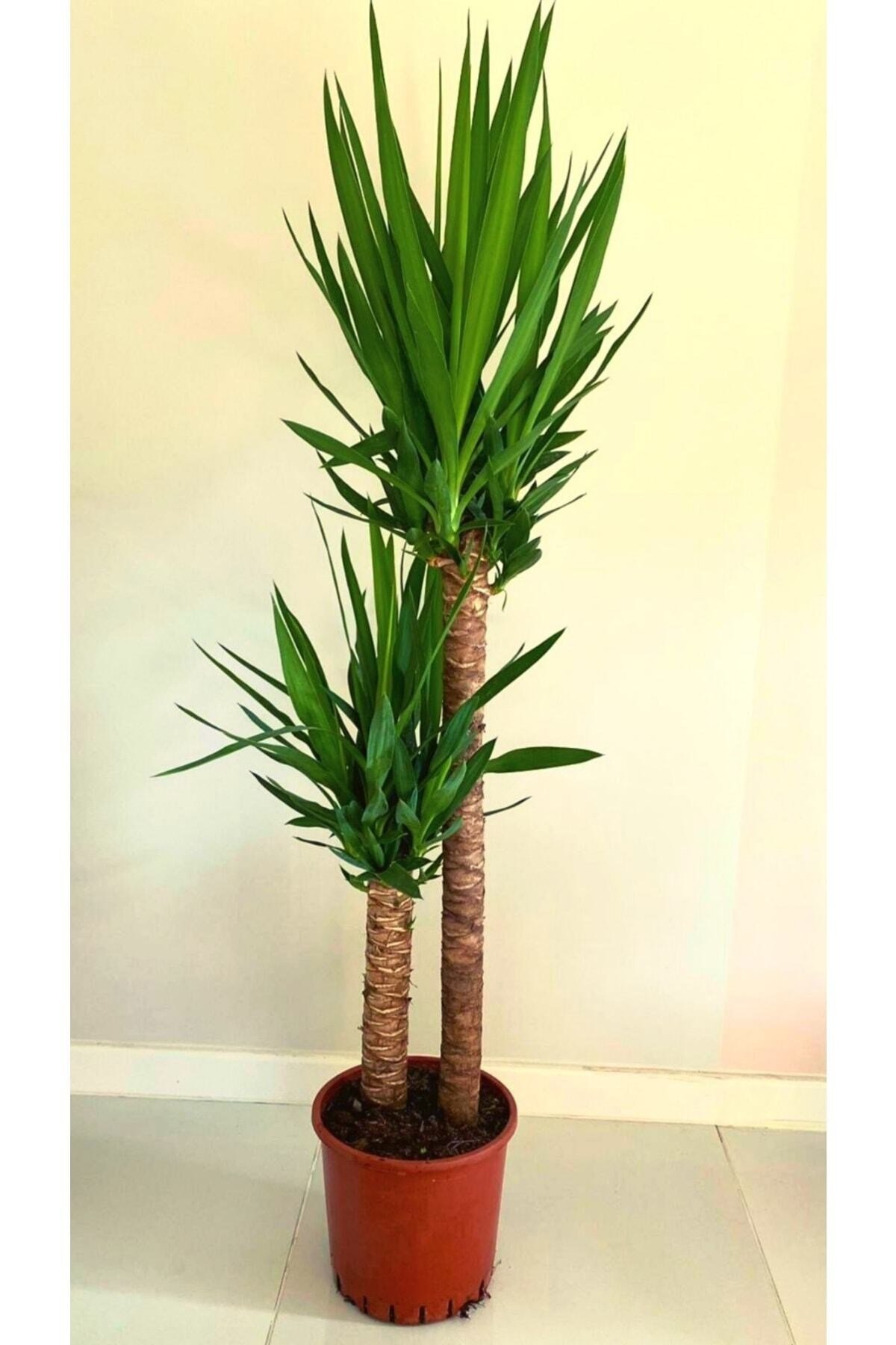 Yucca 140 Cm Çift Köklü