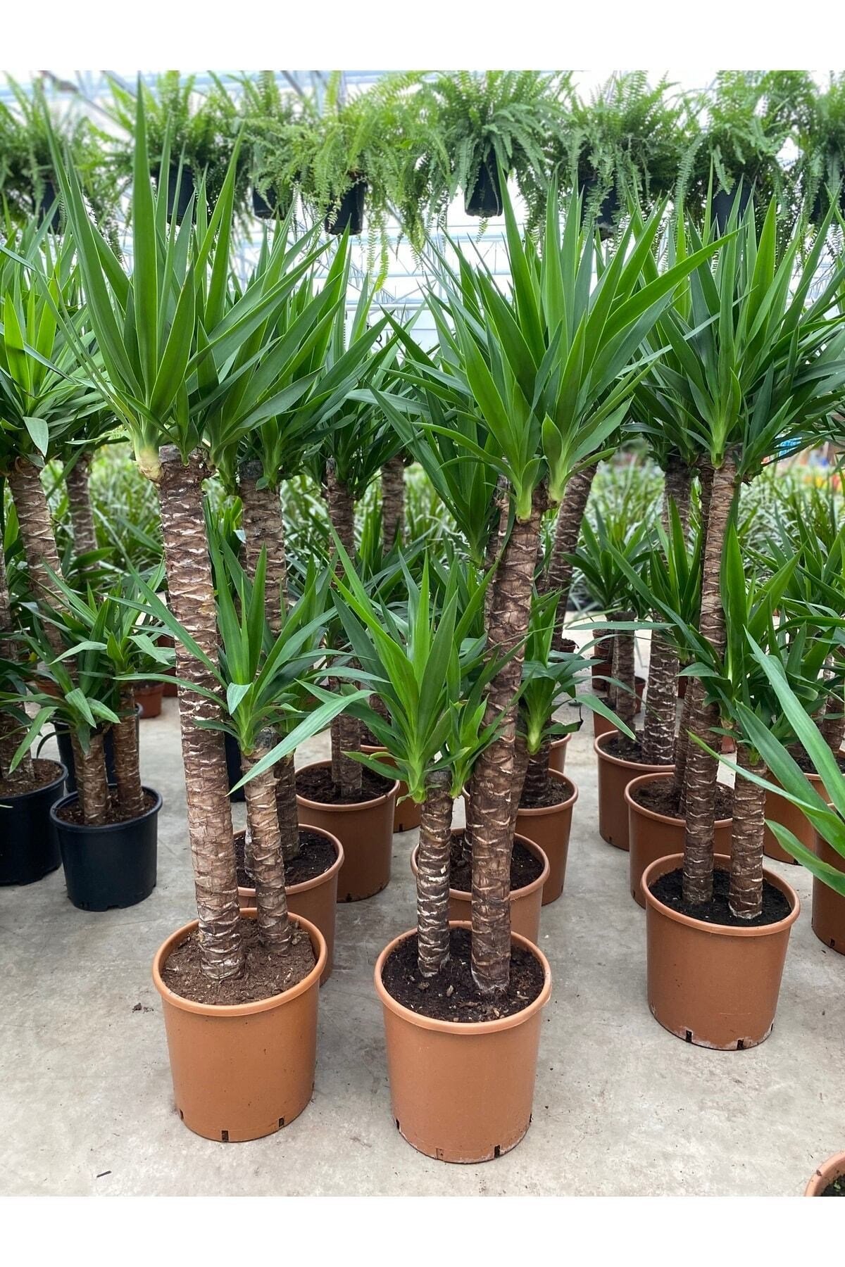 Yucca 140 Cm Çift Köklü
