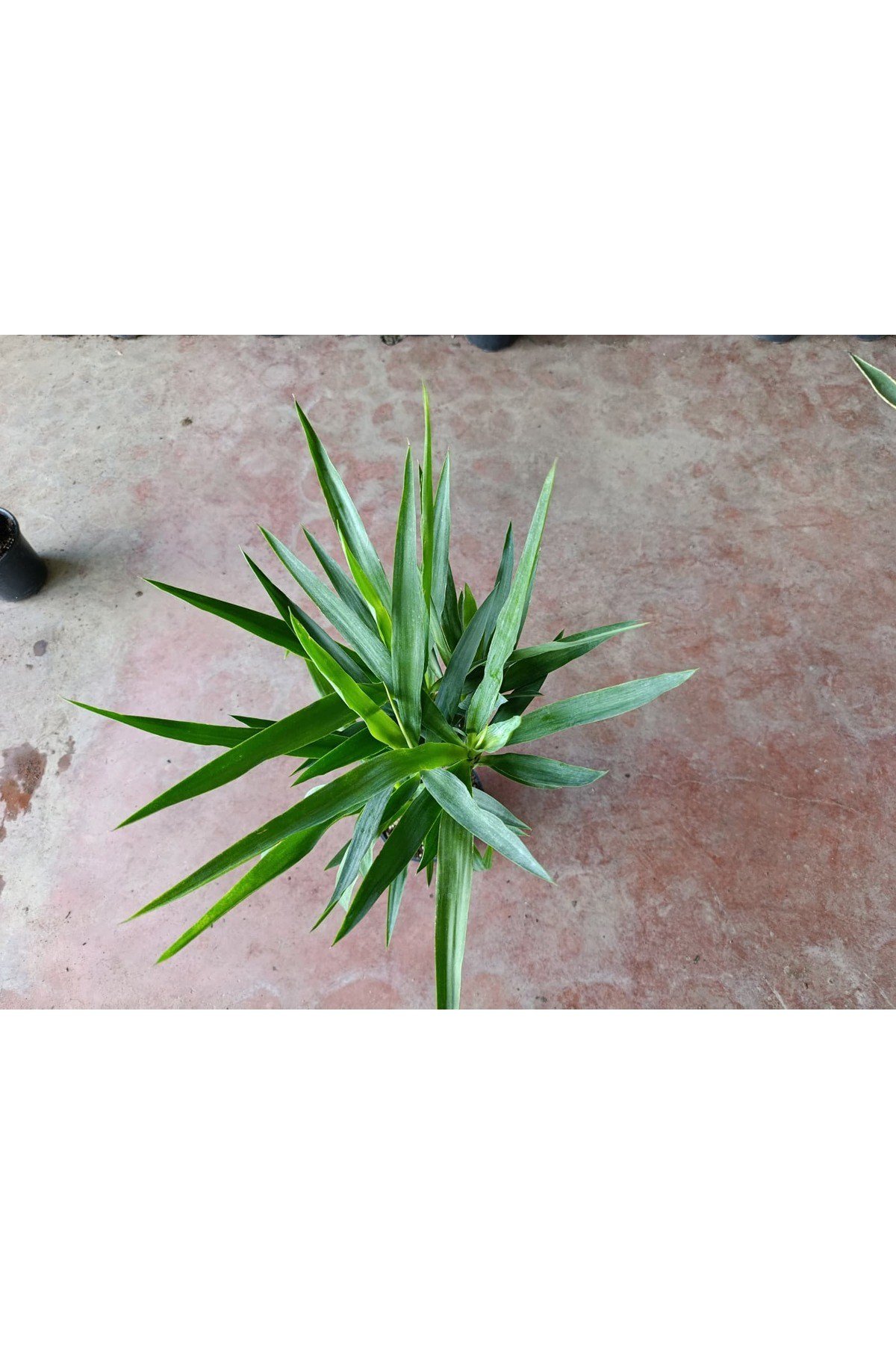 Yucca 2 Govde ( Ev Ofis Salon Ic Mekan Bitkisi ) - 100-120 Cm 21 Saksida