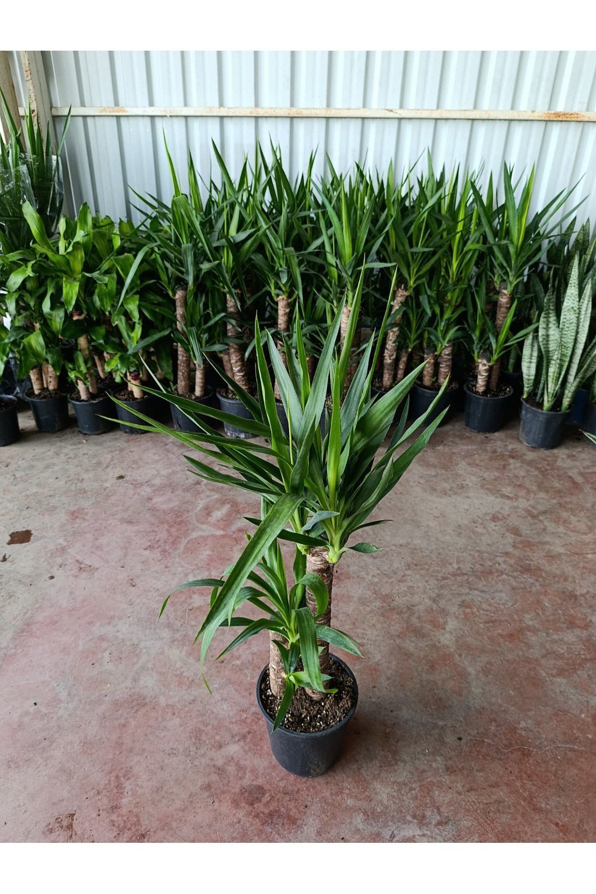 Yucca 2 Govde ( Ev Ofis Salon Ic Mekan Bitkisi ) - 100-120 Cm 21 Saksida