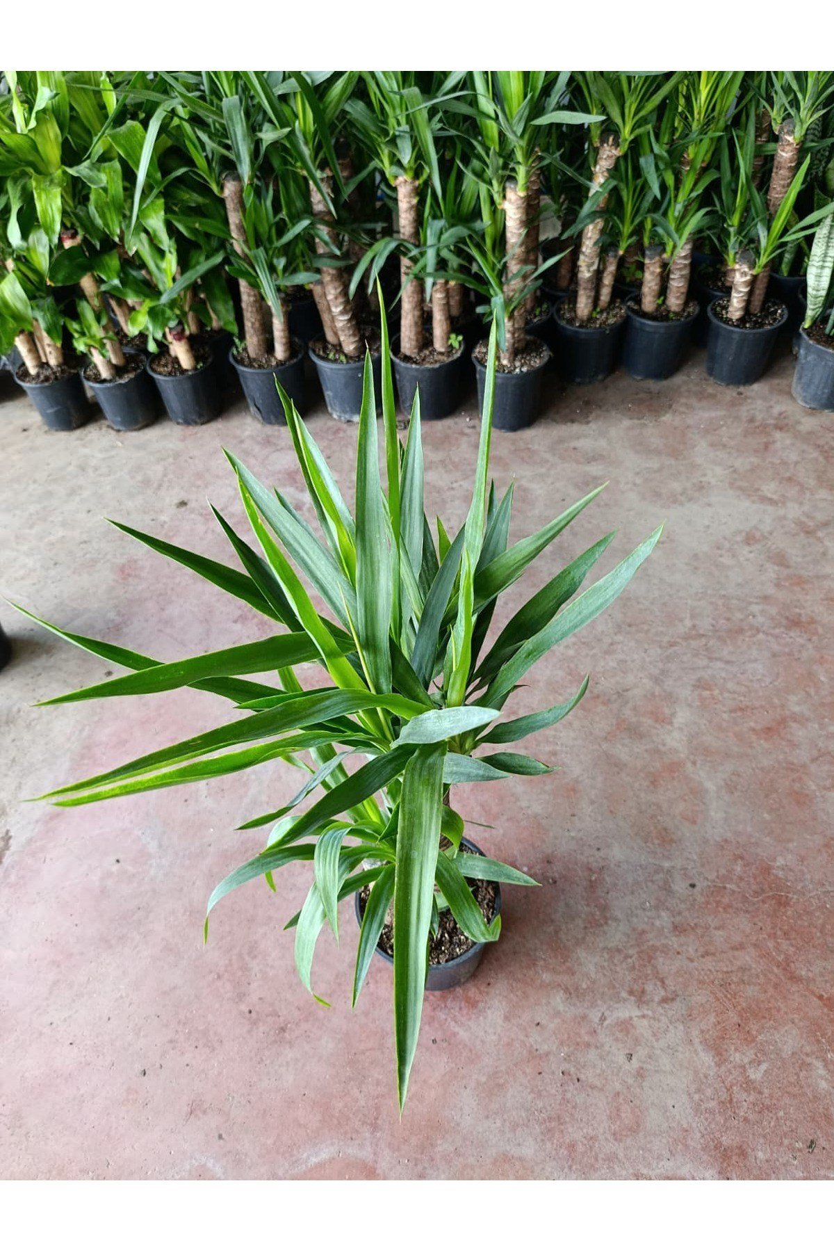 Yucca 2 Govde ( Ev Ofis Salon Ic Mekan Bitkisi ) - 100-120 Cm 21 Saksida