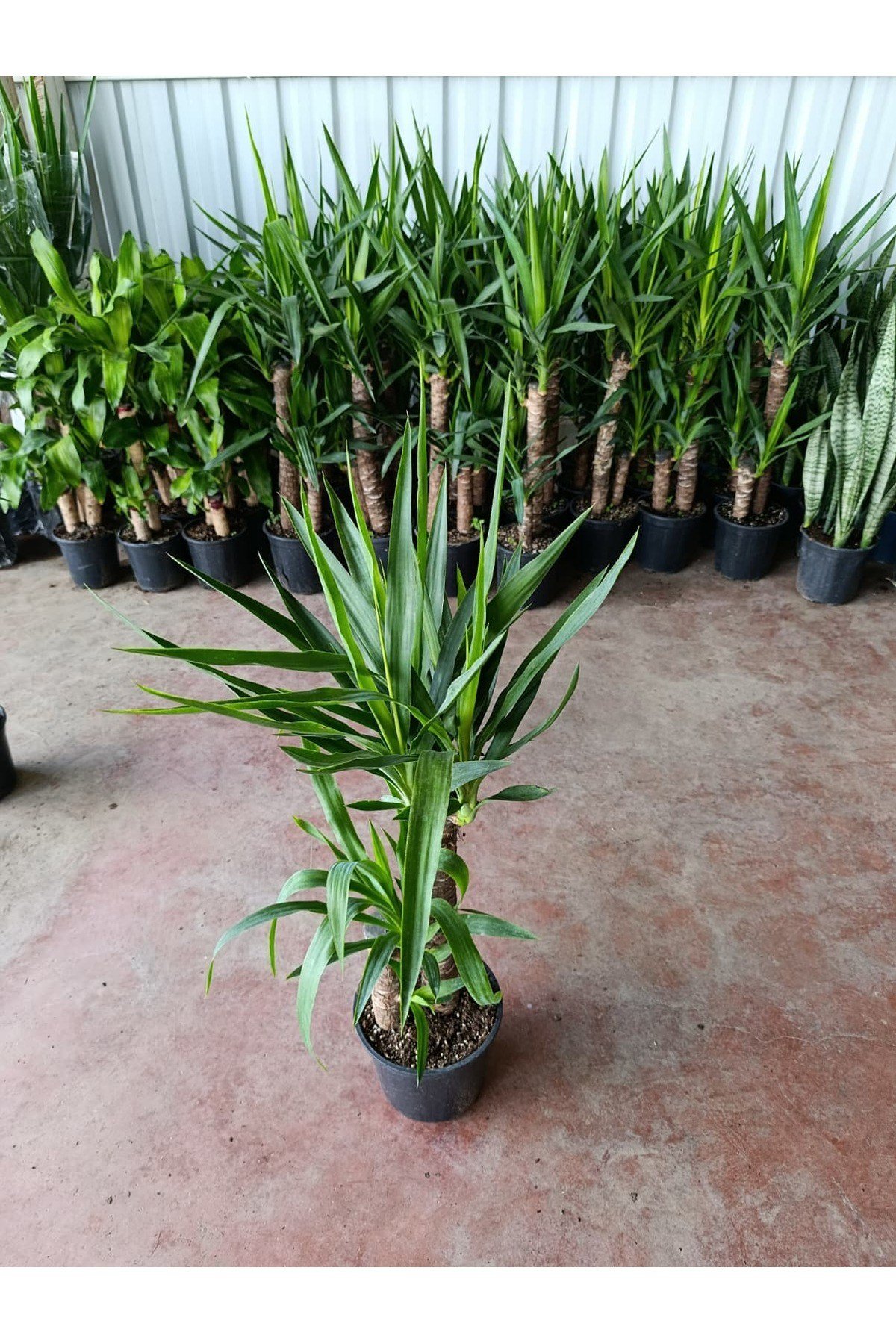 Yucca 2 Govde ( Ev Ofis Salon Ic Mekan Bitkisi ) - 100-120 Cm 21 Saksida