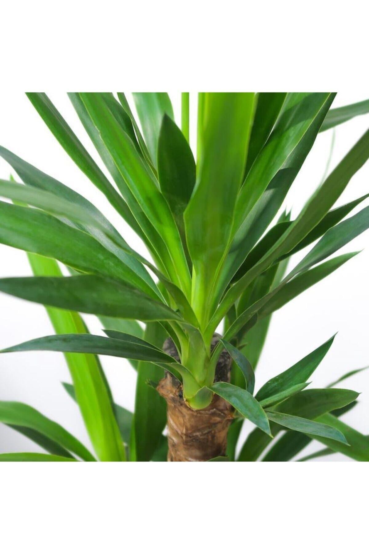 Yucca 2 Gövde - Yuka Çiçeği - Ev Ofis Salon Iç Mekan Bitkisi - Ø:24 Cm - H:120-130 Cm