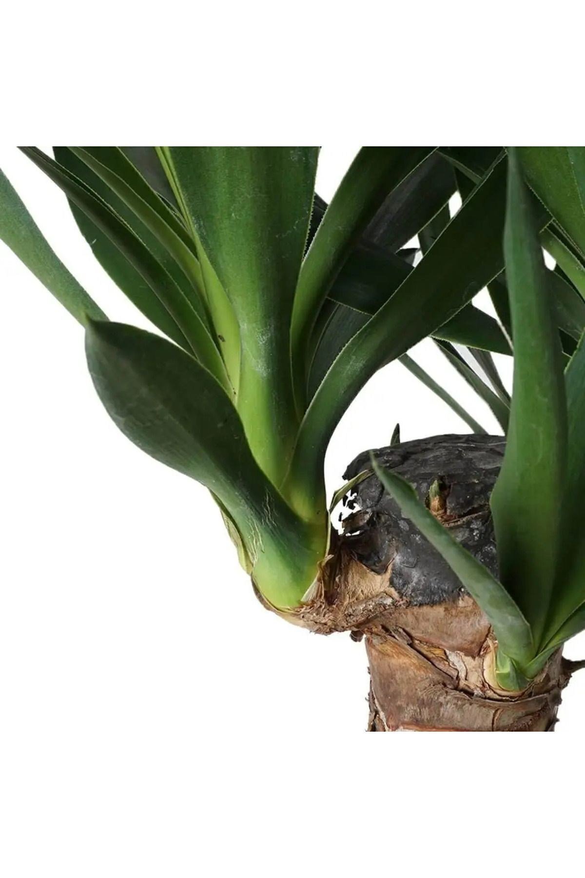 Yucca 2 Gövde - Yuka Hançer 'avize' Çiçeği Yukka - Ev Ofis Salon Iç Mekan Bitkisi - 100 Cm