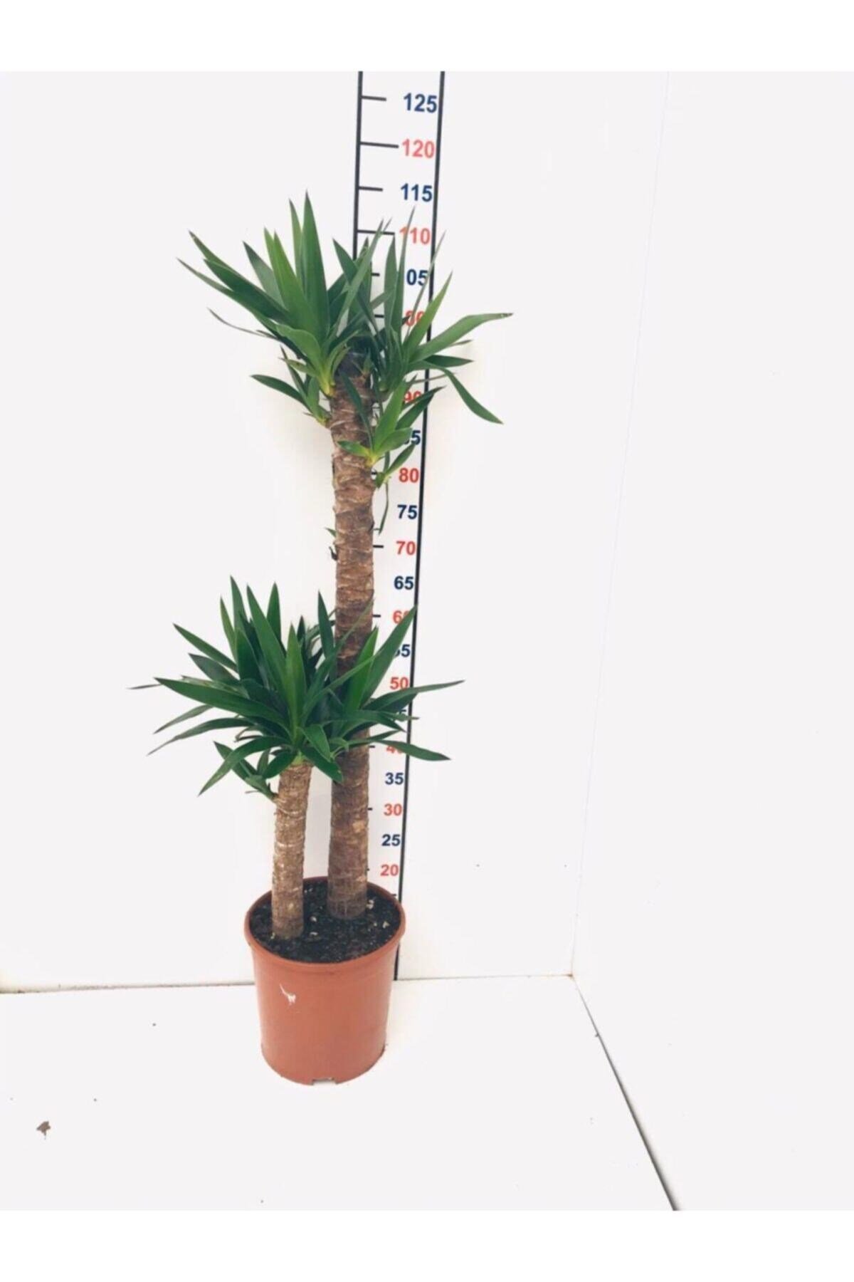 Yucca 2'li Saksılı Çiçek 110-120cm