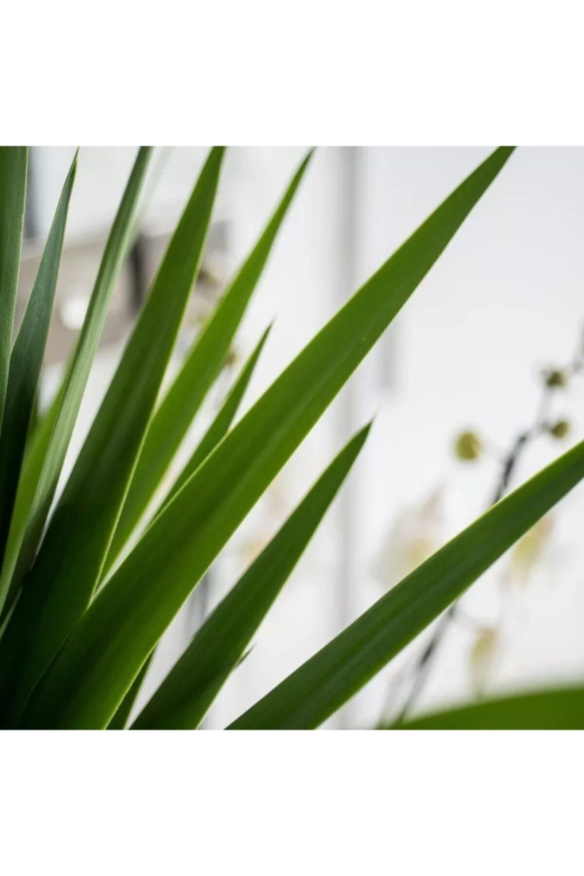 Yucca 3 Gövdeli (yuka) 120-140c-ev Bitkisi-salon Bitkisi-iç Mekan Bitkisi