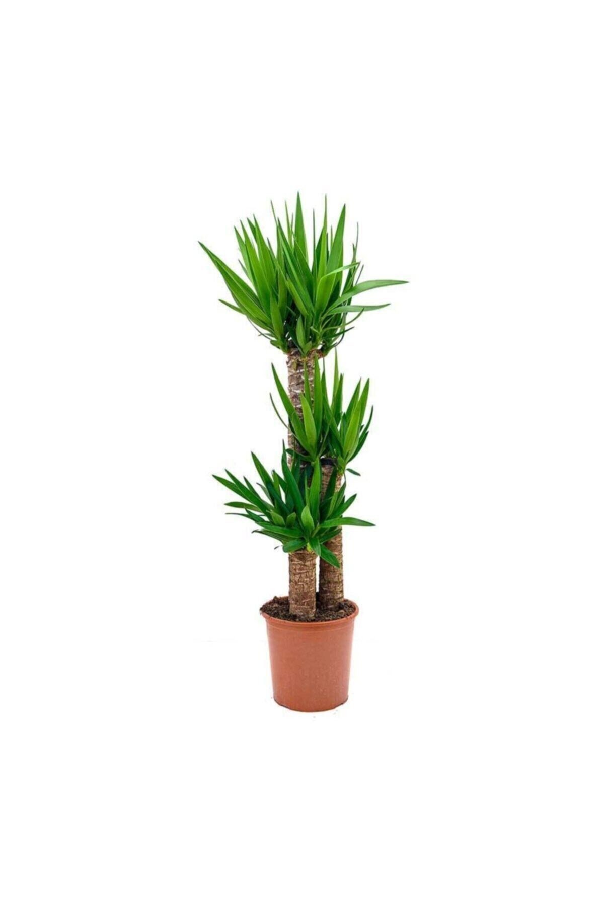 Yucca 3 Gövdeli (yuka) 120-140c-ev Bitkisi-salon Bitkisi-iç Mekan Bitkisi