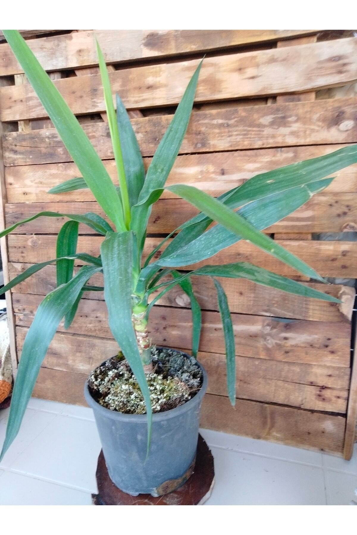 Yucca Avize Bitkisi Iç Mekan Dış Mekan Bitkileri