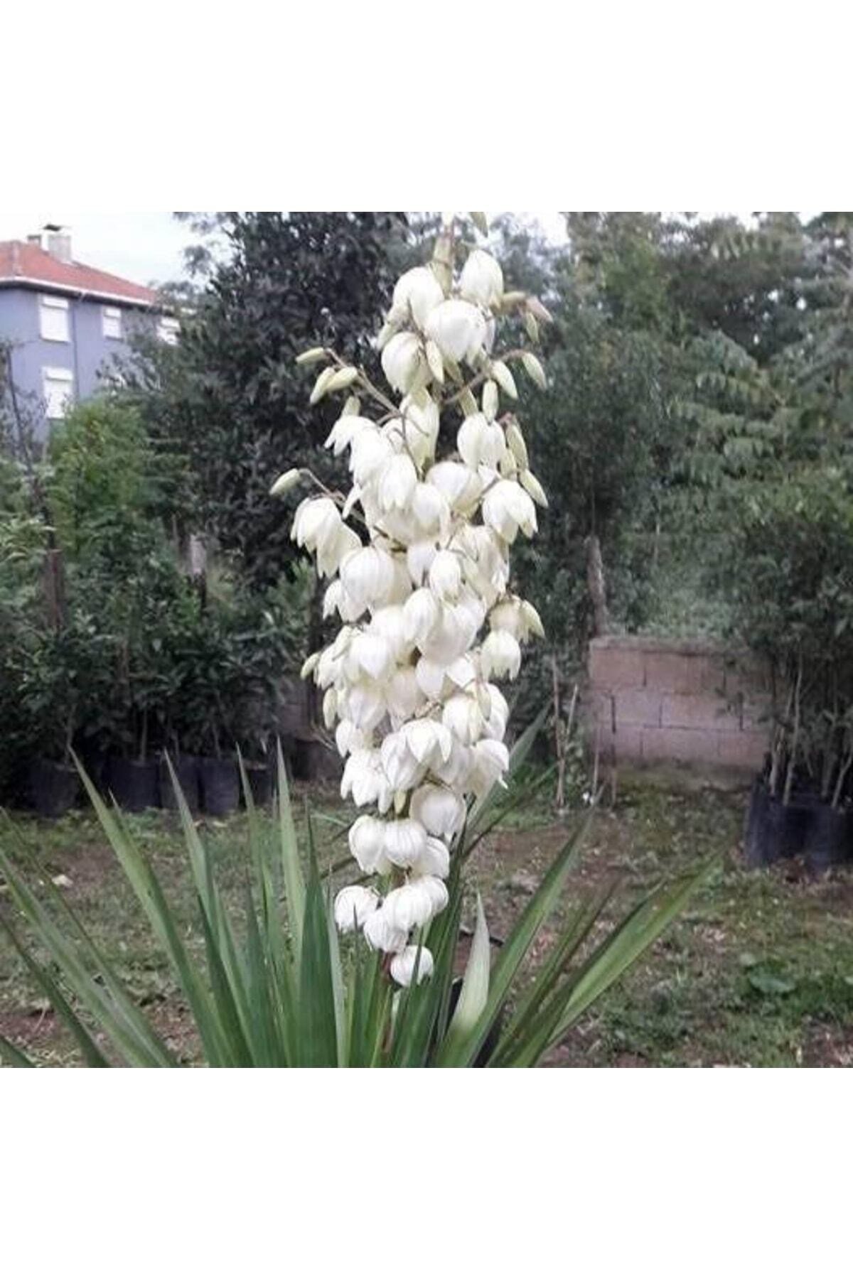 Yucca Avize Bitkisi Iç Mekan Dış Mekan Bitkileri