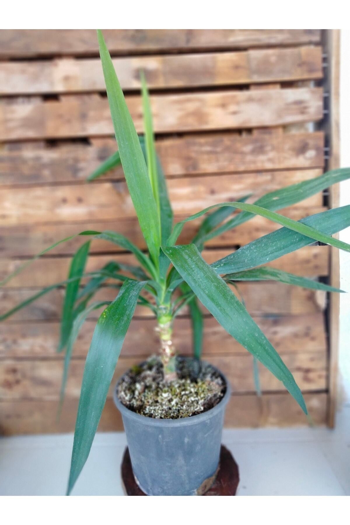 Yucca Avize Bitkisi Iç Mekan Dış Mekan Bitkileri