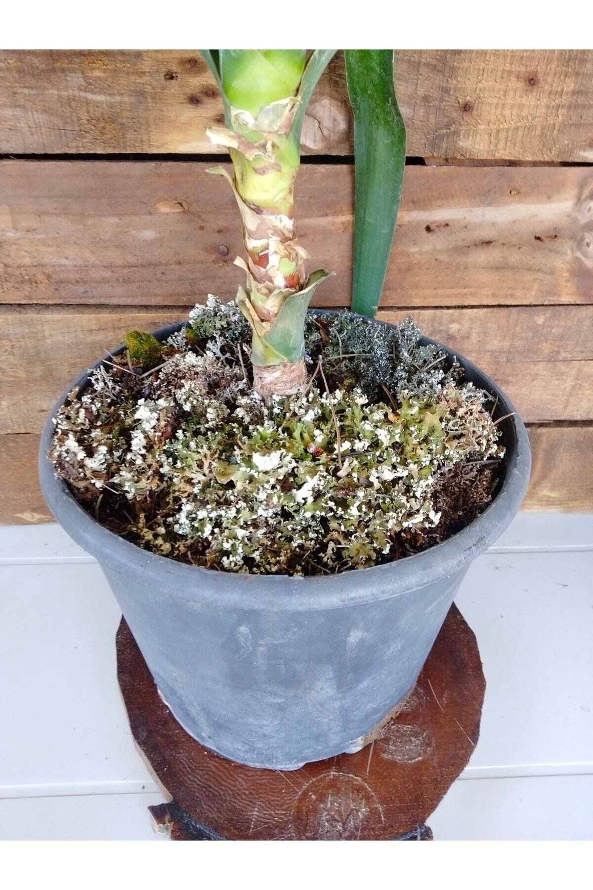 Yucca Avize Bitkisi Iç Mekan Dış Mekan Bitkileri
