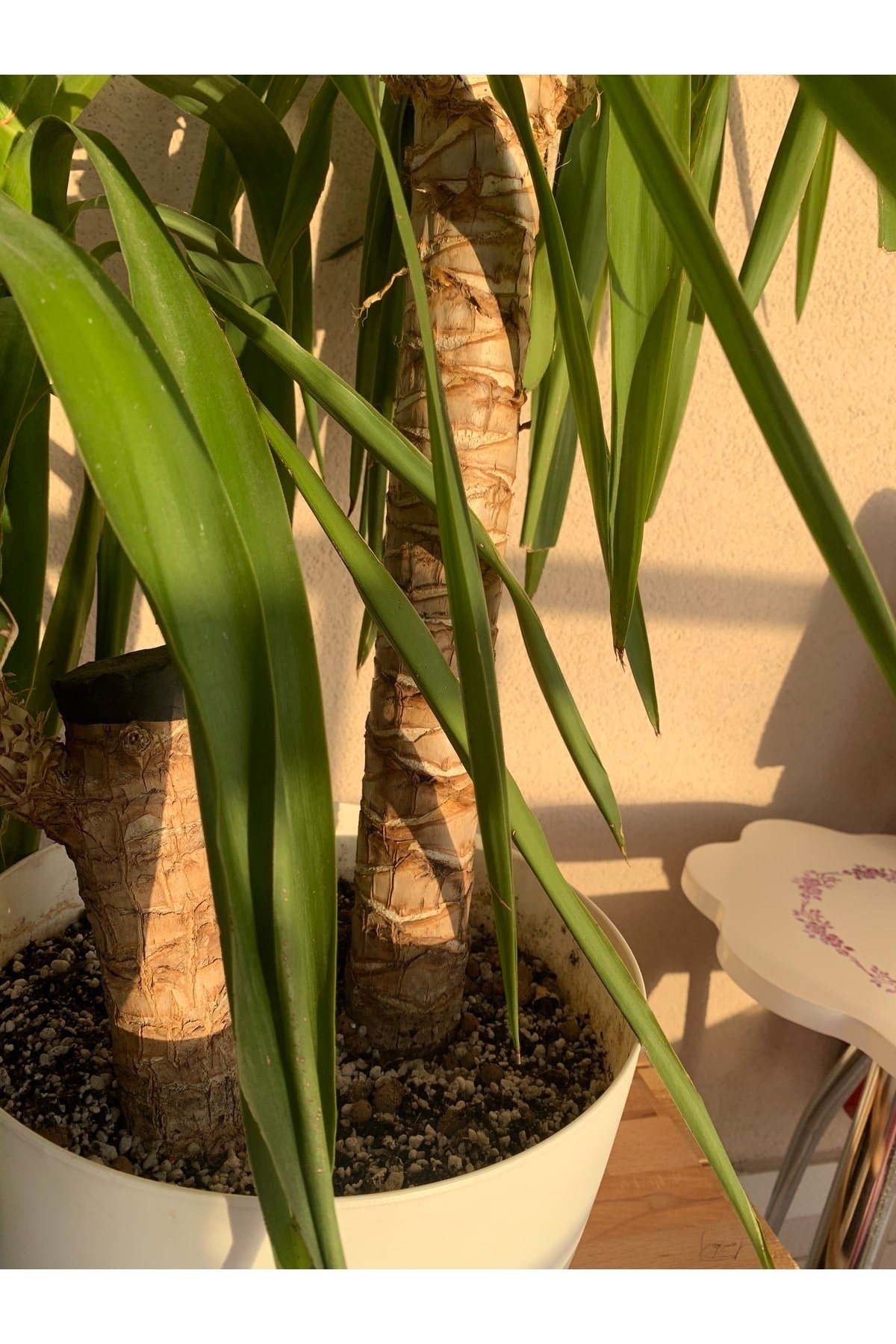 Yucca Bitkisi - 2 Gövdeli - 140 Cm