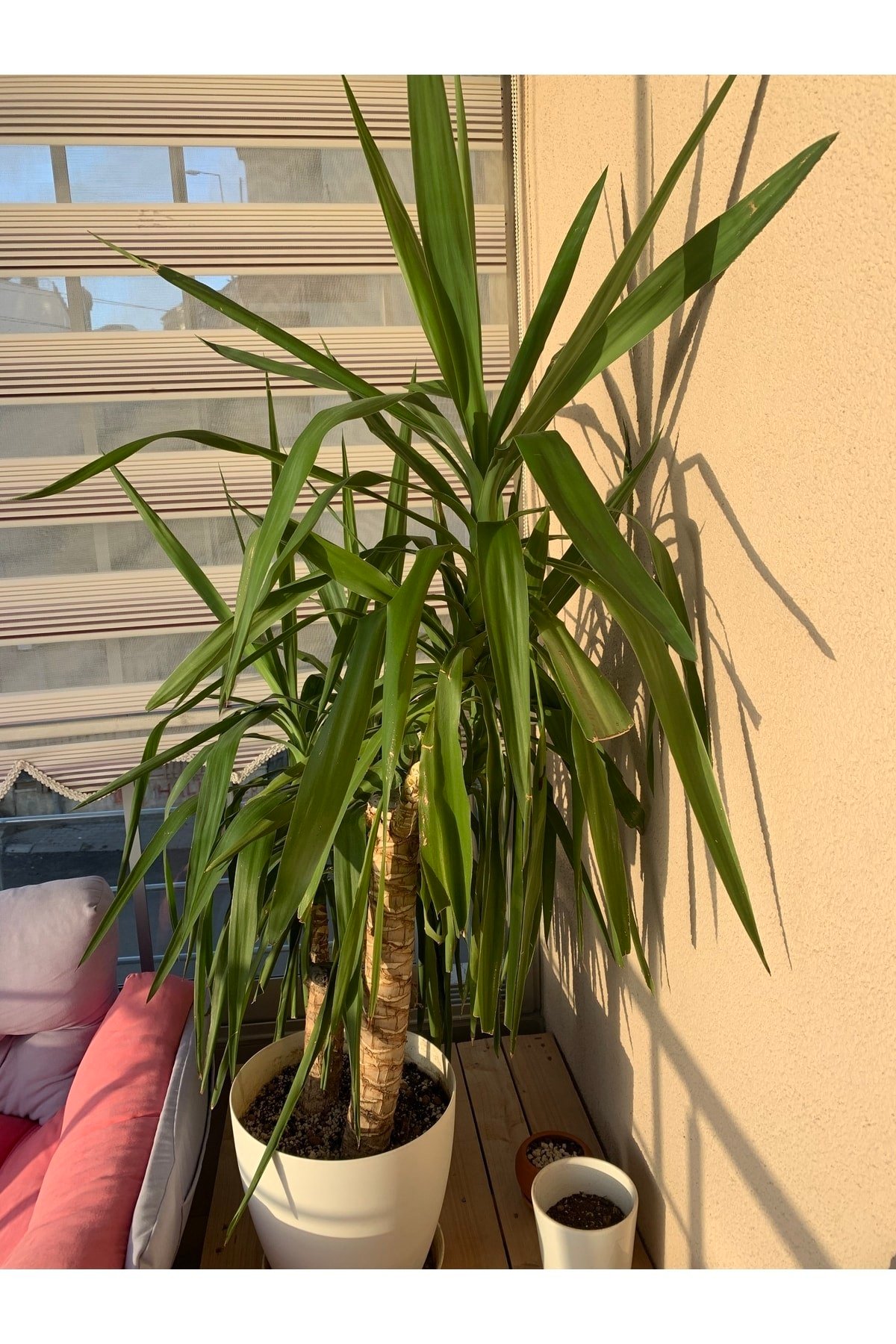 Yucca Bitkisi - 2 Gövdeli - 140 Cm