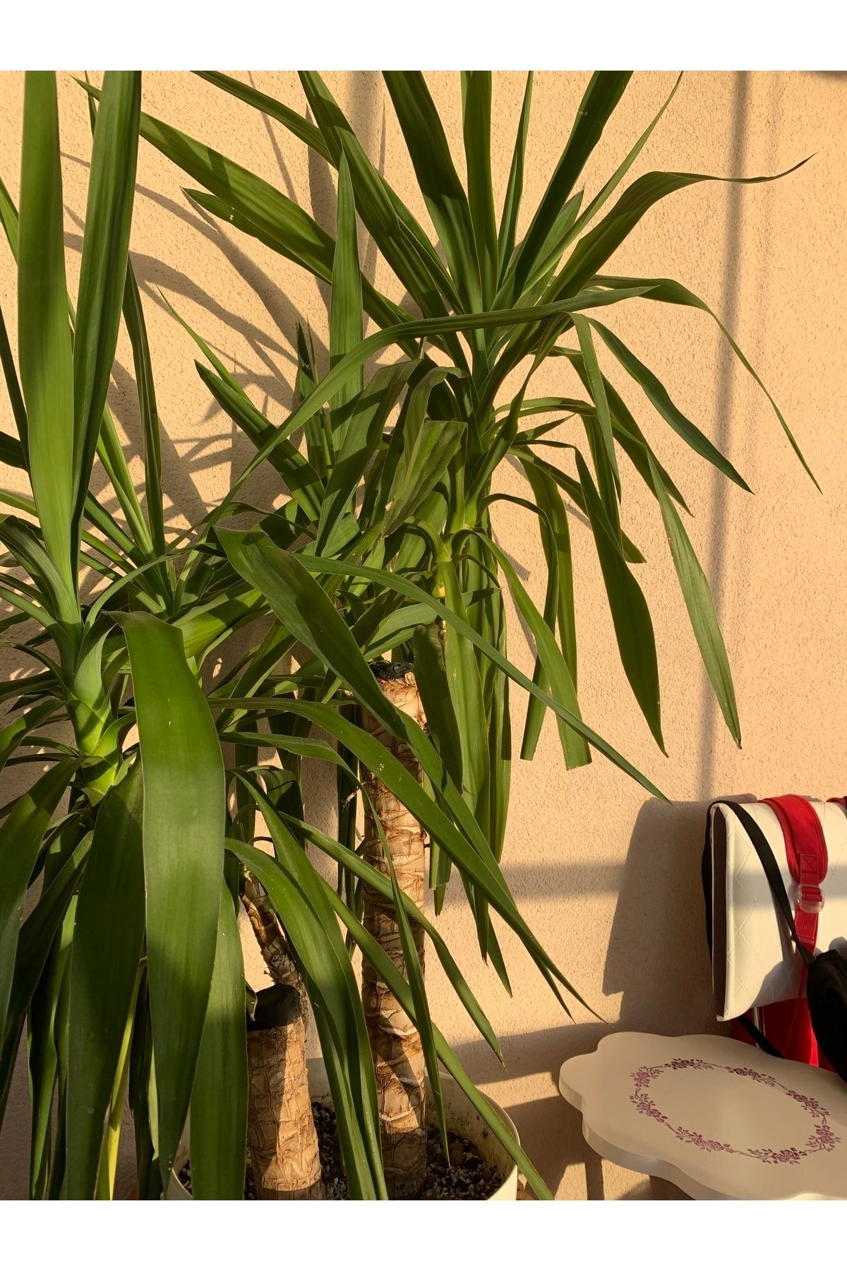 Yucca Bitkisi - 2 Gövdeli - 140 Cm