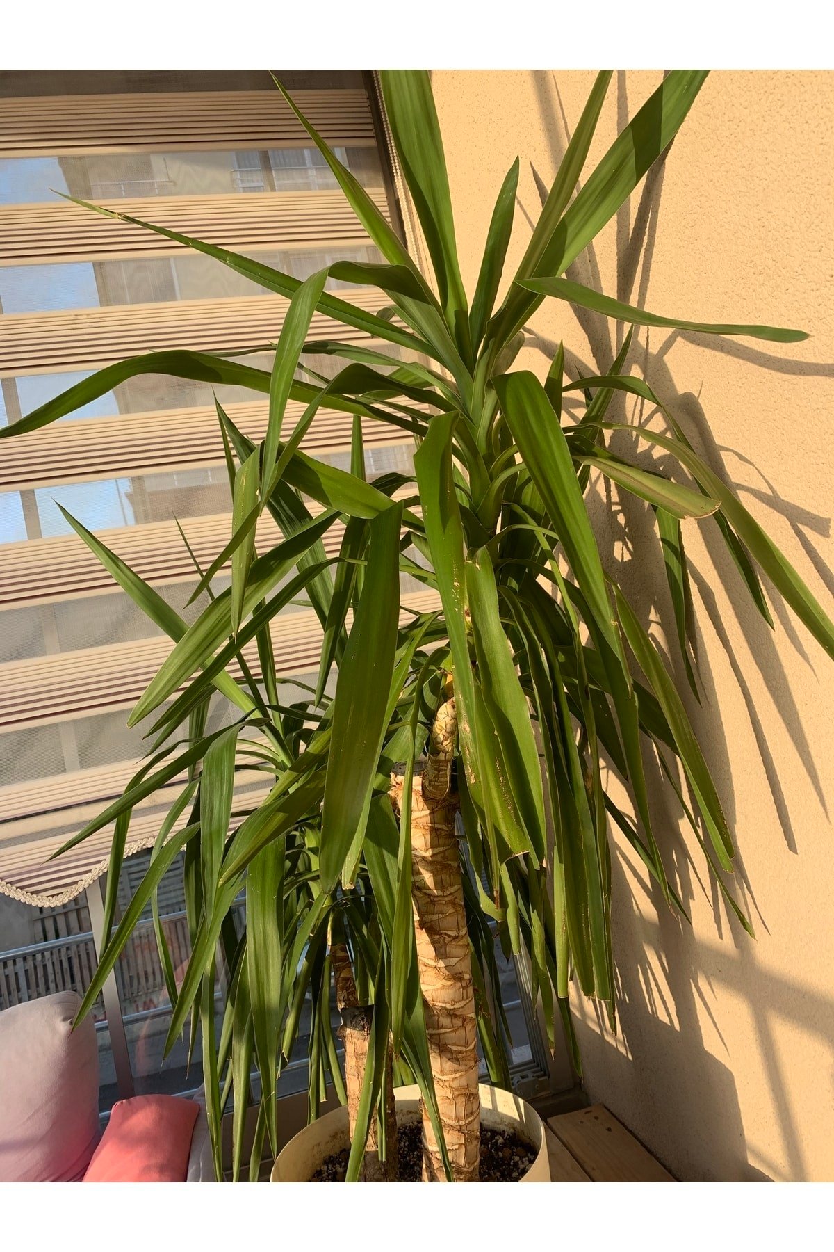 Yucca Bitkisi - 2 Gövdeli - 140 Cm