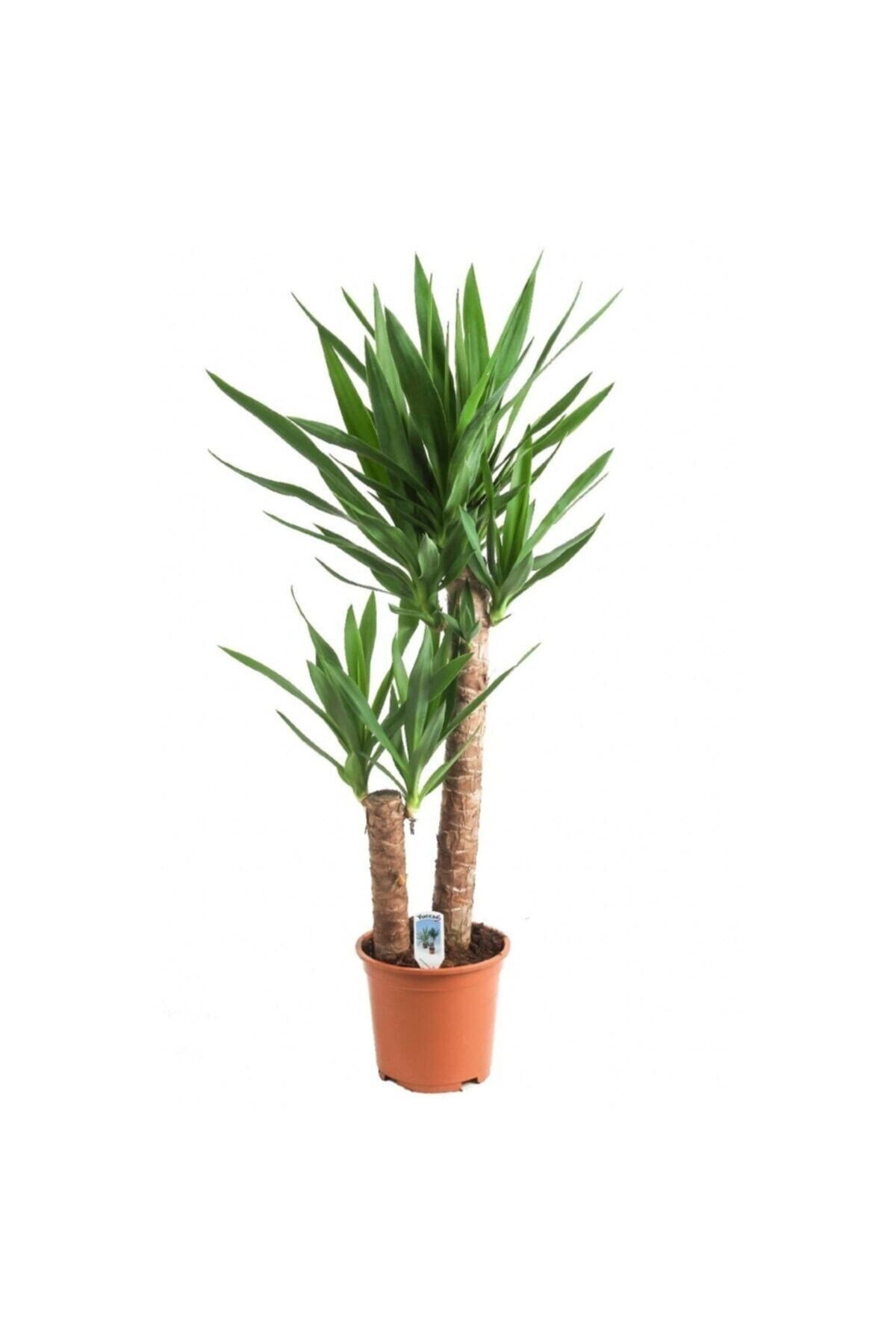 Yucca Bitkisi 2 Gövdeli Yuka Bitkisi Avize Çiçeği 120 Cm