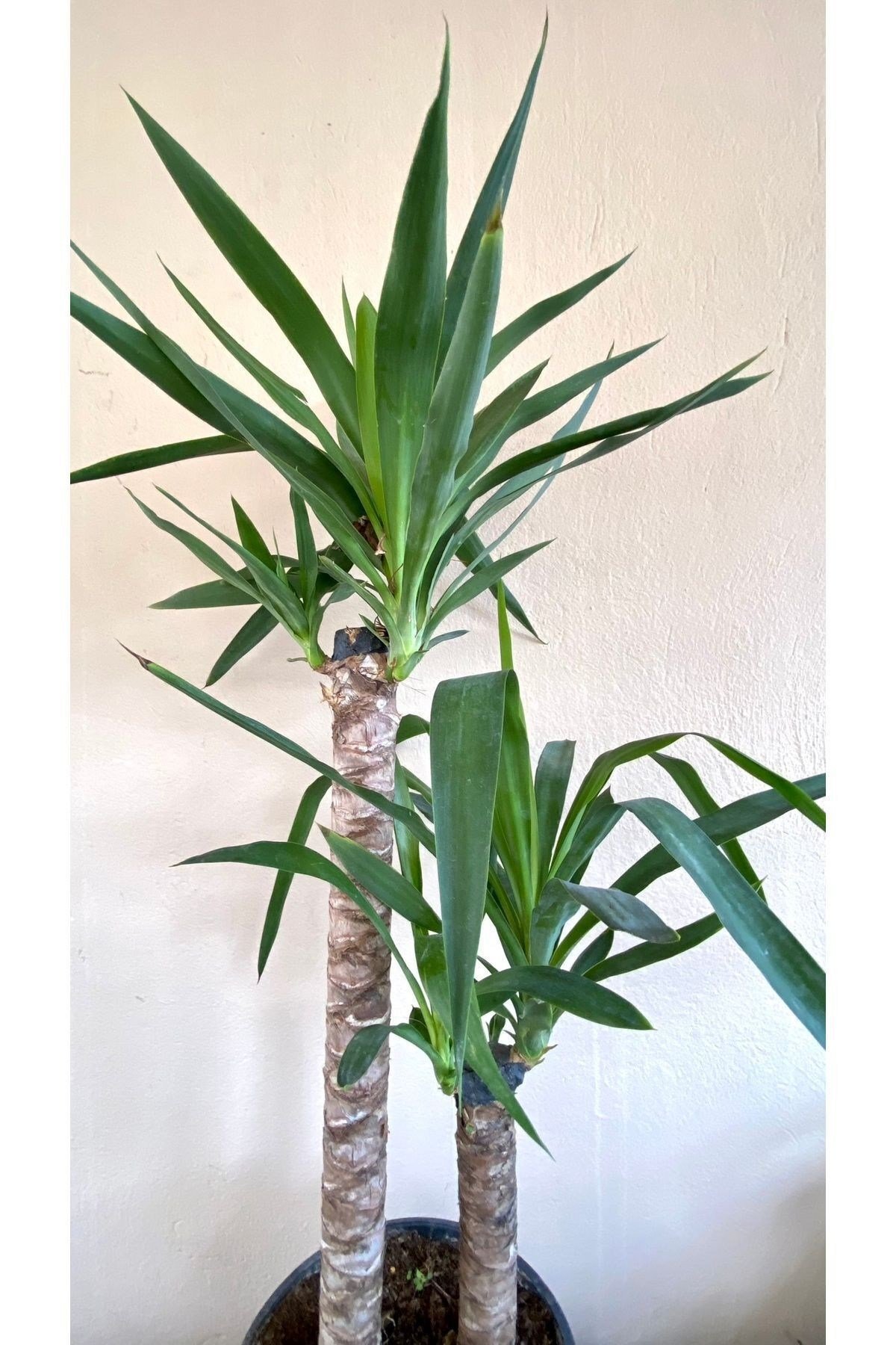 Yucca Bitkisi 2 Gövdeli Yuka Bitkisi Avize Çiçeği 80 100 Cm Ev Bitkisi Salon Bitkisi 2liyuka