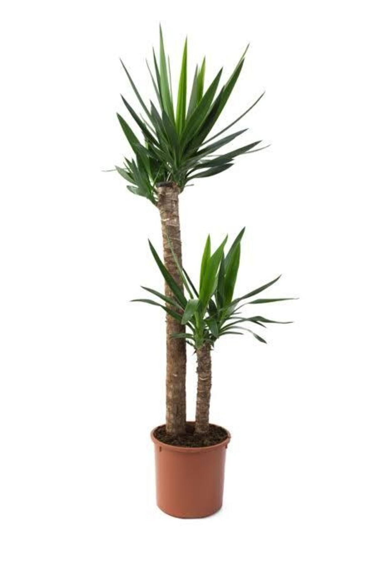 Yucca Bitkisi 2 Kök