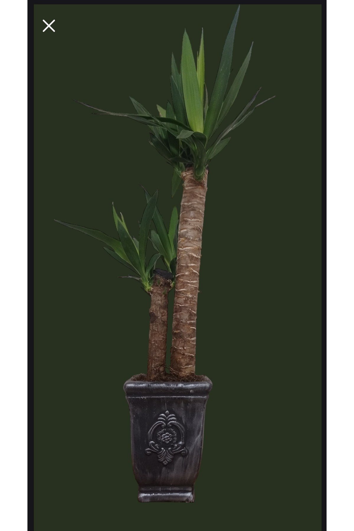 Yucca Dekoratif Beton Saksıda Çift Köklü 70-80 cm