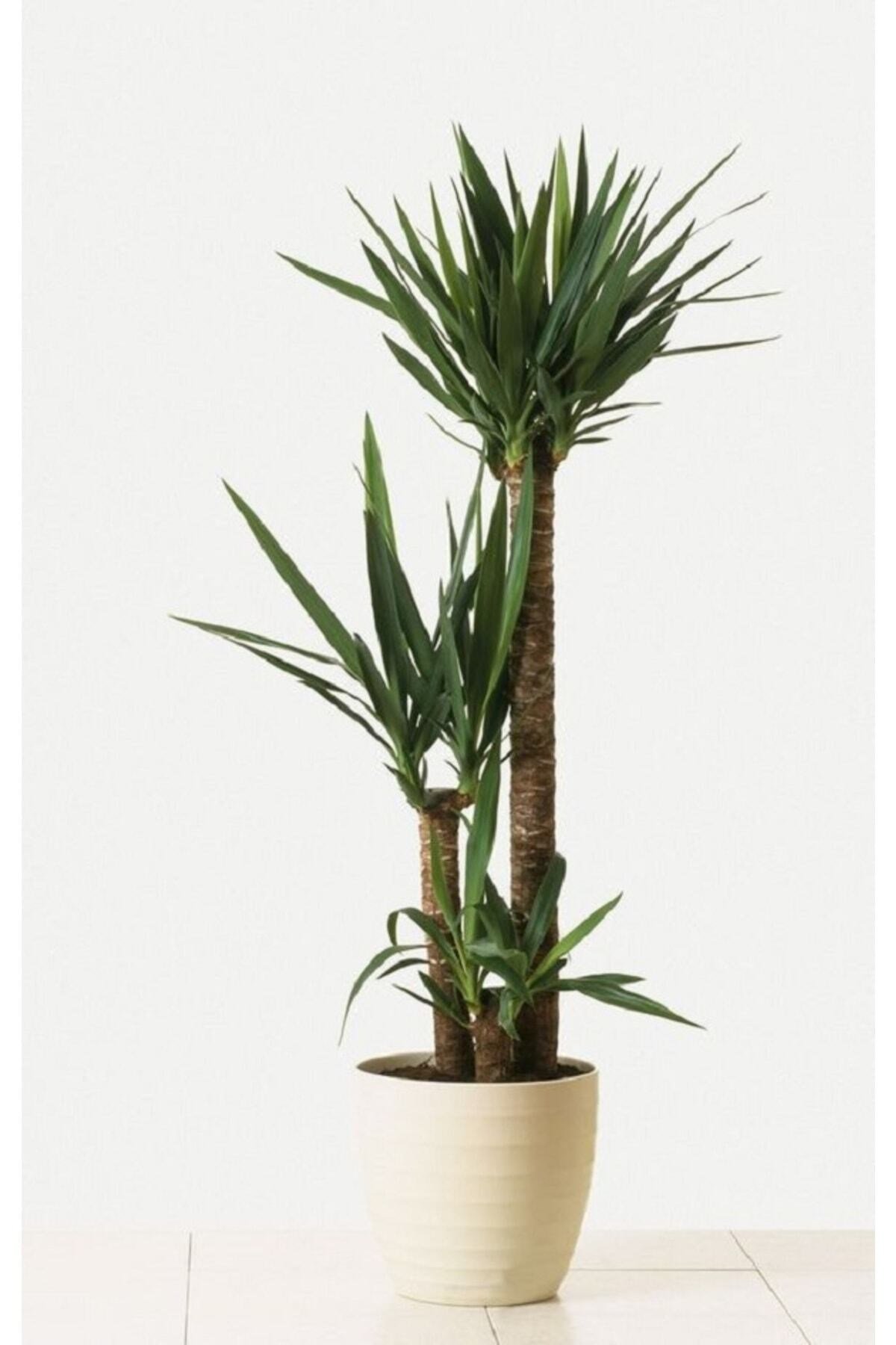 Yucca Dracena 3 Köklü Açılış Tebrik Tasarım İç Mekan Bitkisi Ofis Bitkisi Salon Bitkisi